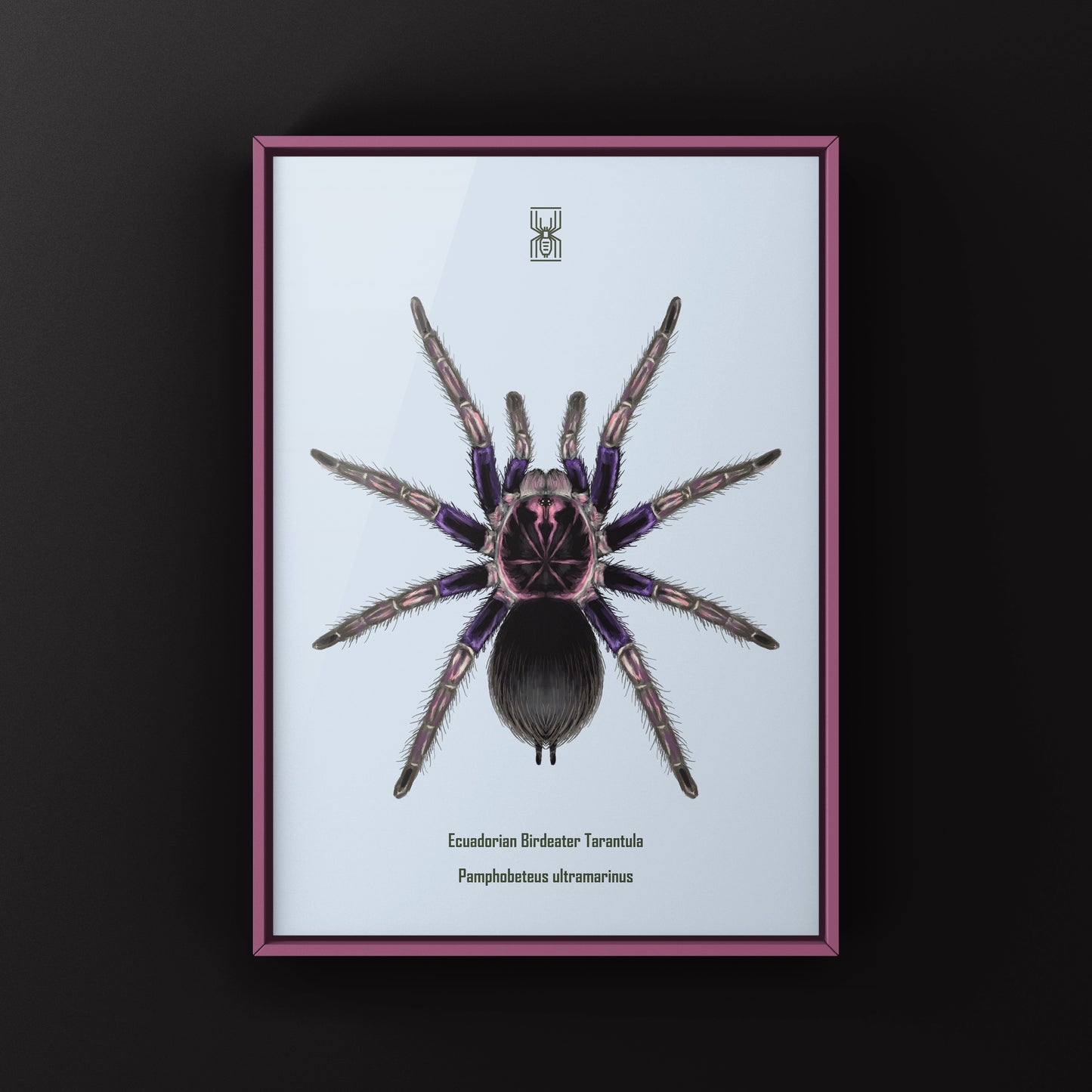 Ecuadorian Birdeater Tarantula, Pamphobeteus Ultramarinus, Photographic Art Print from The Silk Ranch