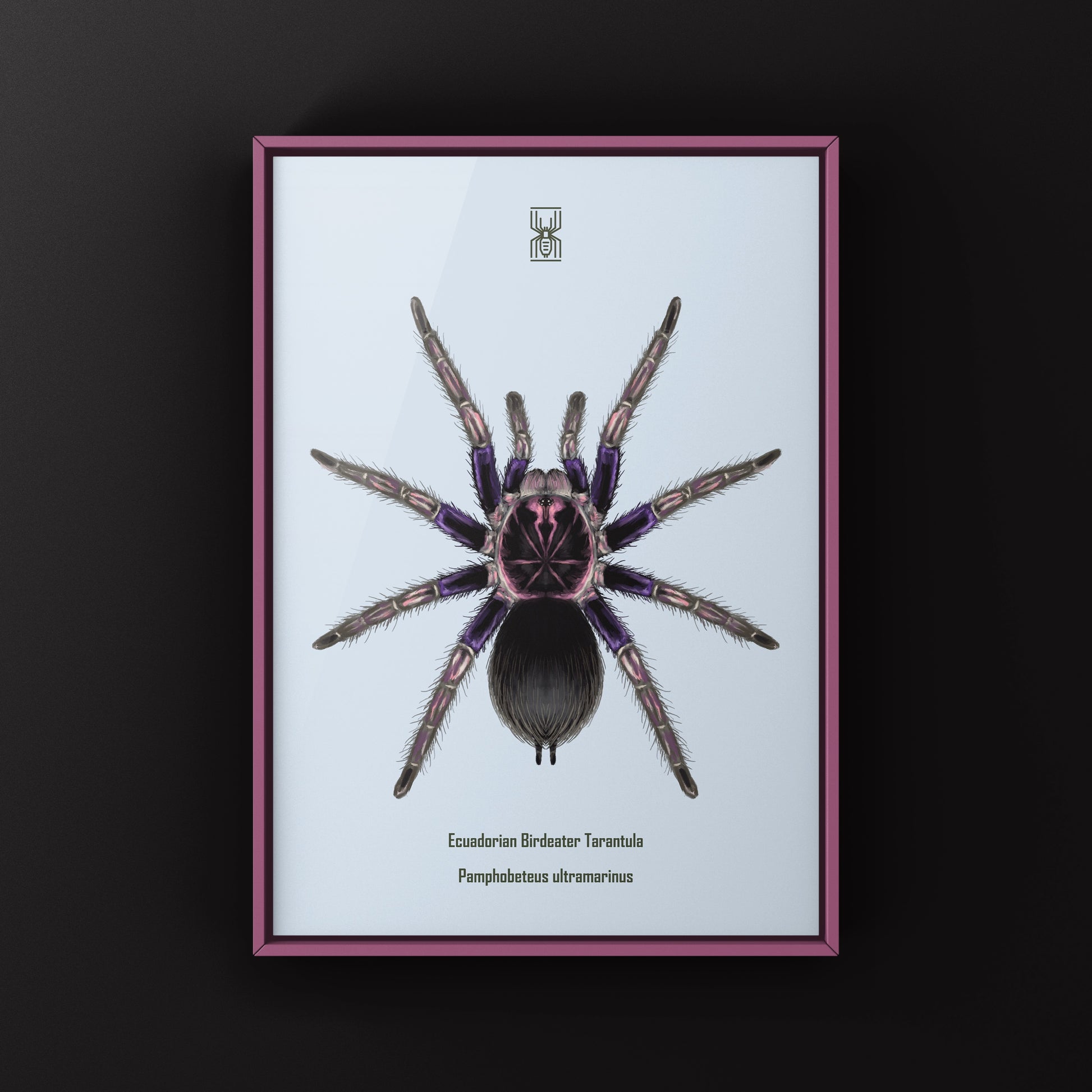 Ecuadorian Birdeater Tarantula, Pamphobeteus Ultramarinus, Photographic Art Print from The Silk Ranch