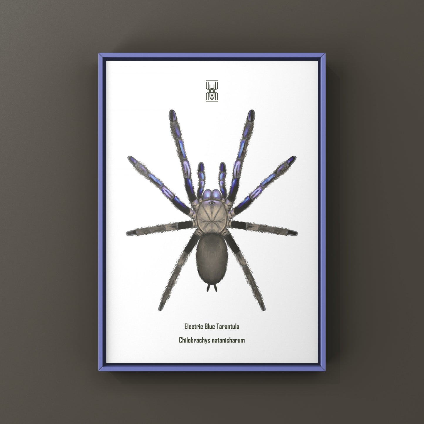 Electric Blue Tarantula, Chilobrachys Natanicharum, Photographic Art Print from The Silk Ranch