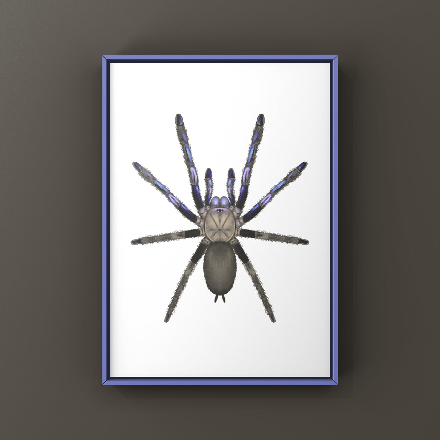 Electric Blue Tarantula, Chilobrachys Natanicharum, Photographic Art Print from The Silk Ranch