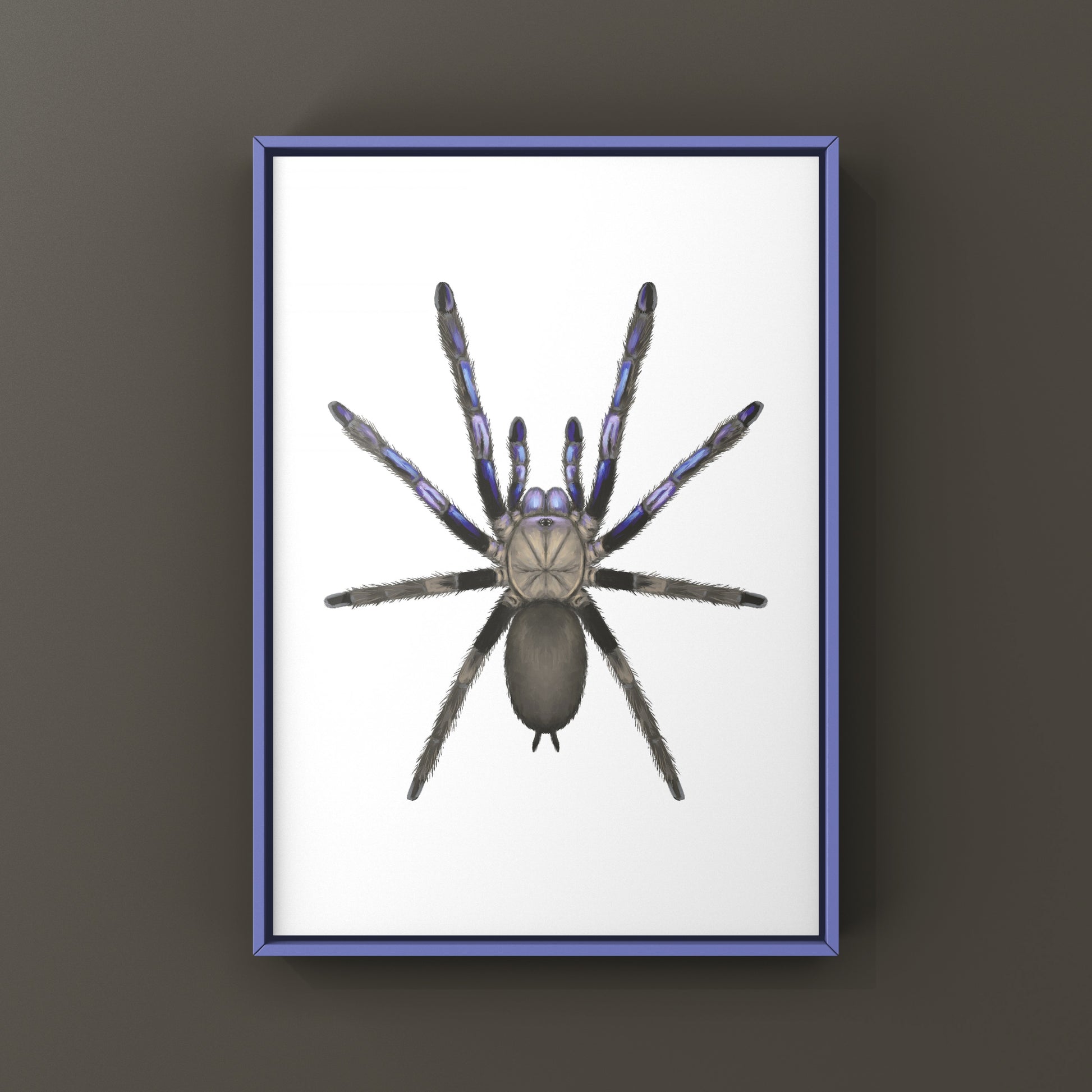 Electric Blue Tarantula, Chilobrachys Natanicharum, Photographic Art Print from The Silk Ranch