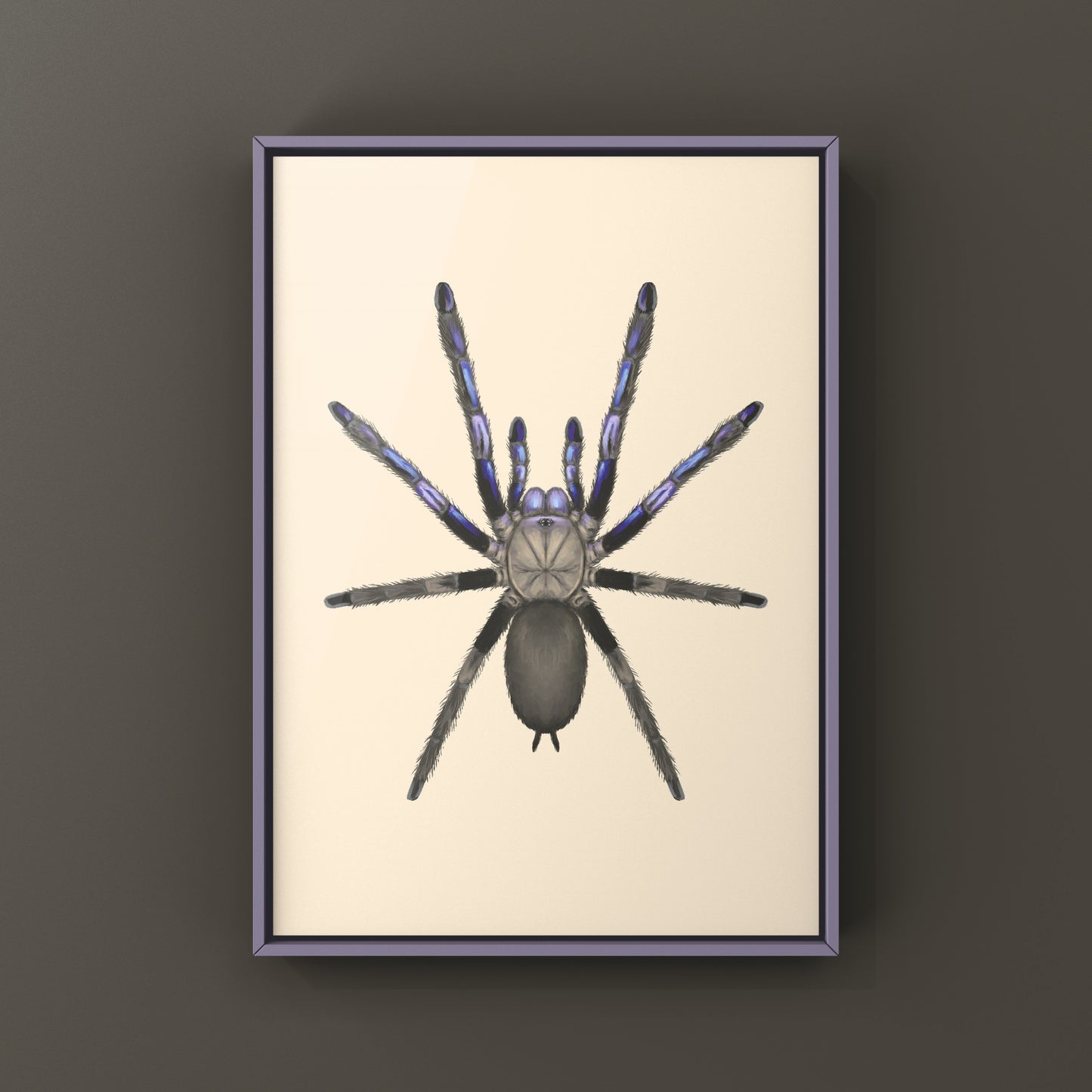 Electric Blue Tarantula, Chilobrachys Natanicharum, Photographic Art Print from The Silk Ranch