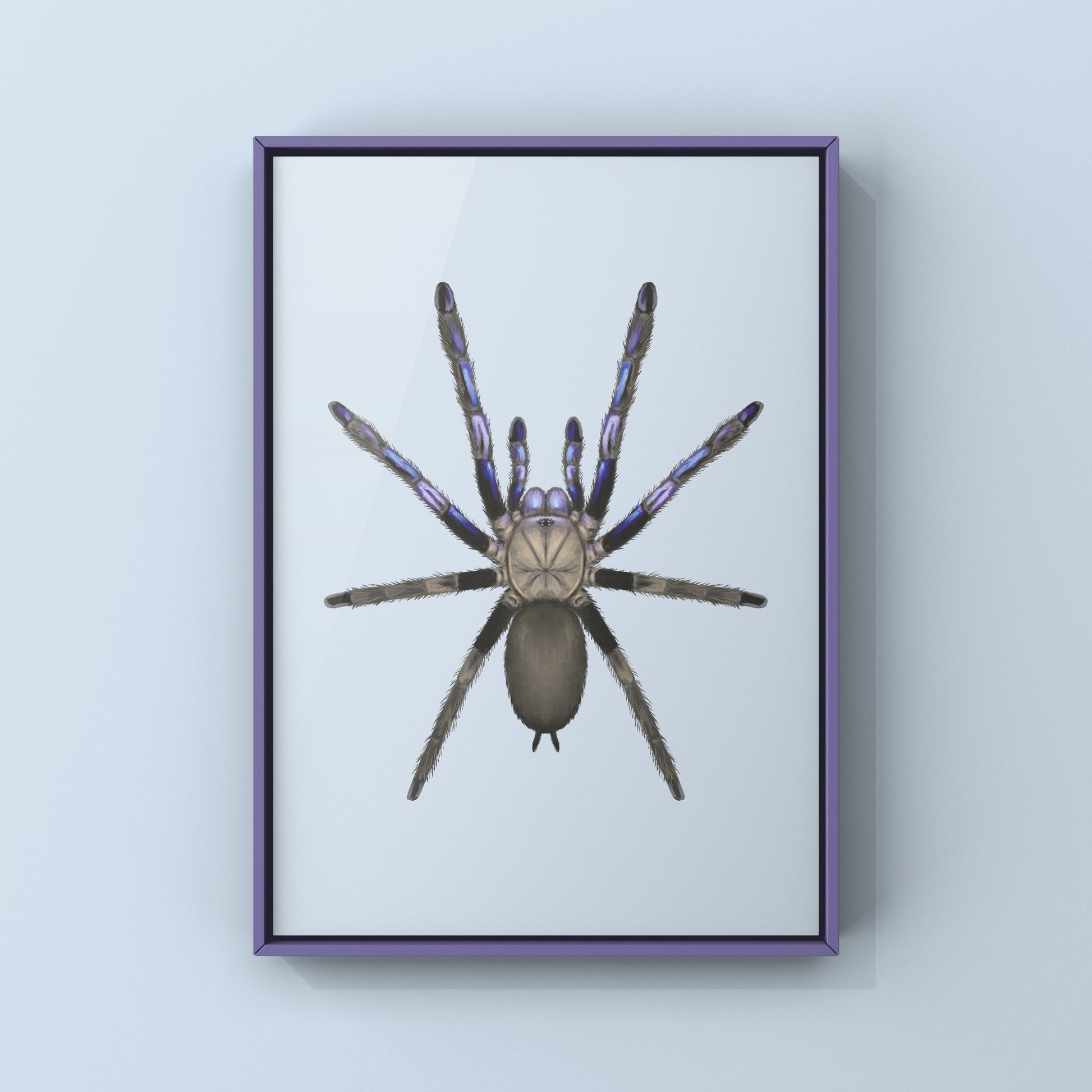 Electric Blue Tarantula, Chilobrachys Natanicharum, Photographic Art Print from The Silk Ranch
