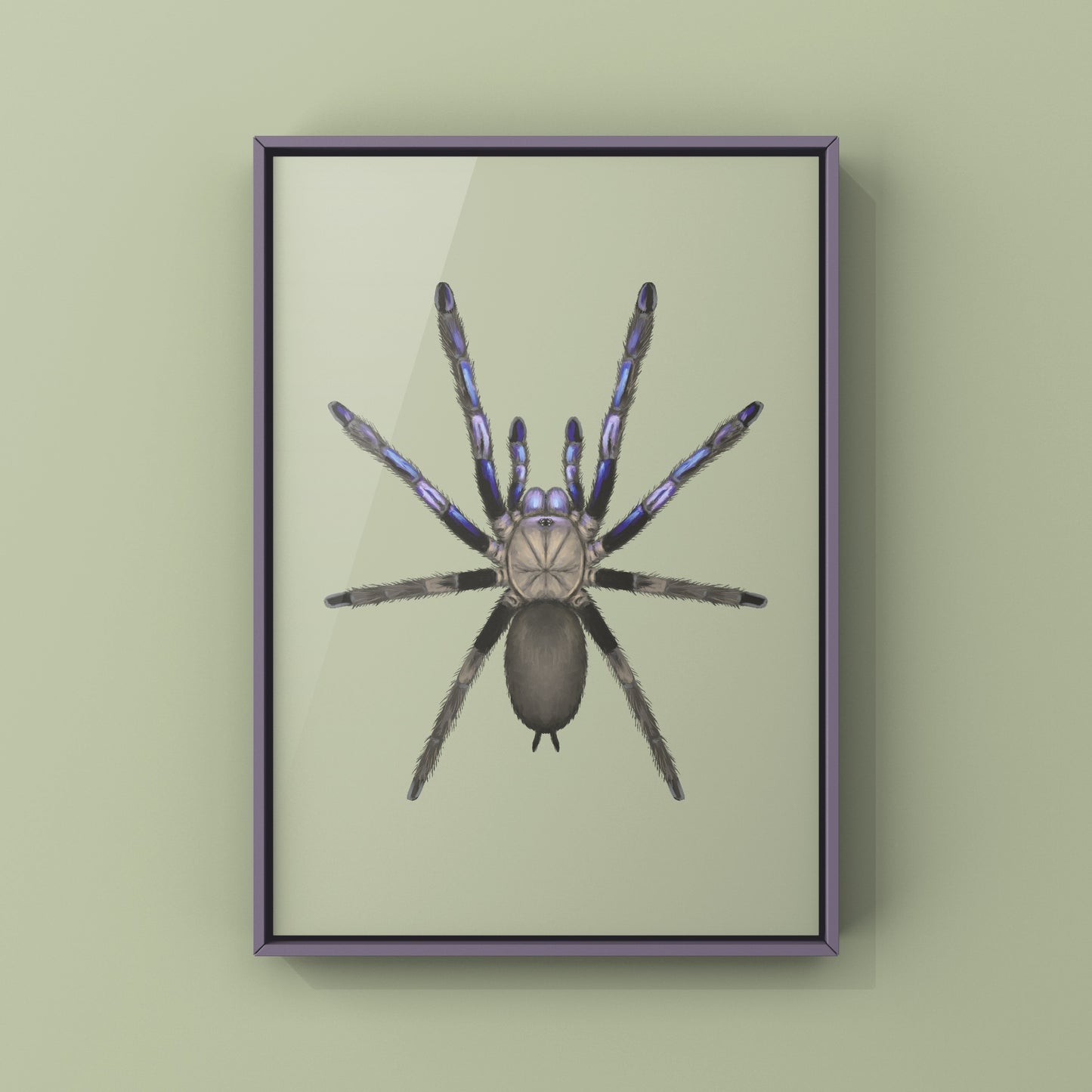 Electric Blue Tarantula, Chilobrachys Natanicharum, Photographic Art Print from The Silk Ranch