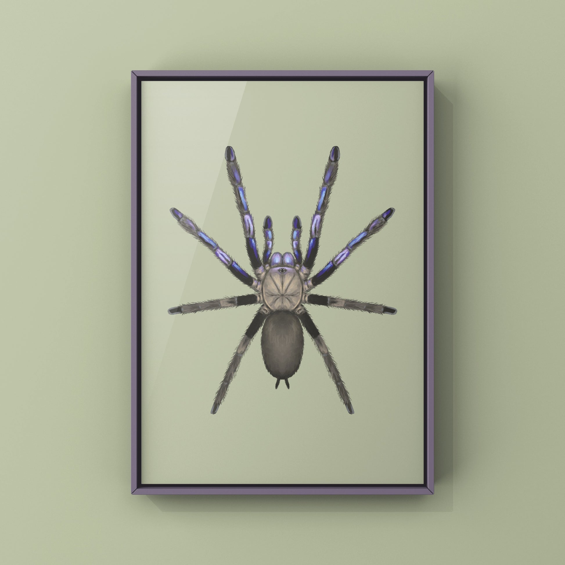 Electric Blue Tarantula, Chilobrachys Natanicharum, Photographic Art Print from The Silk Ranch