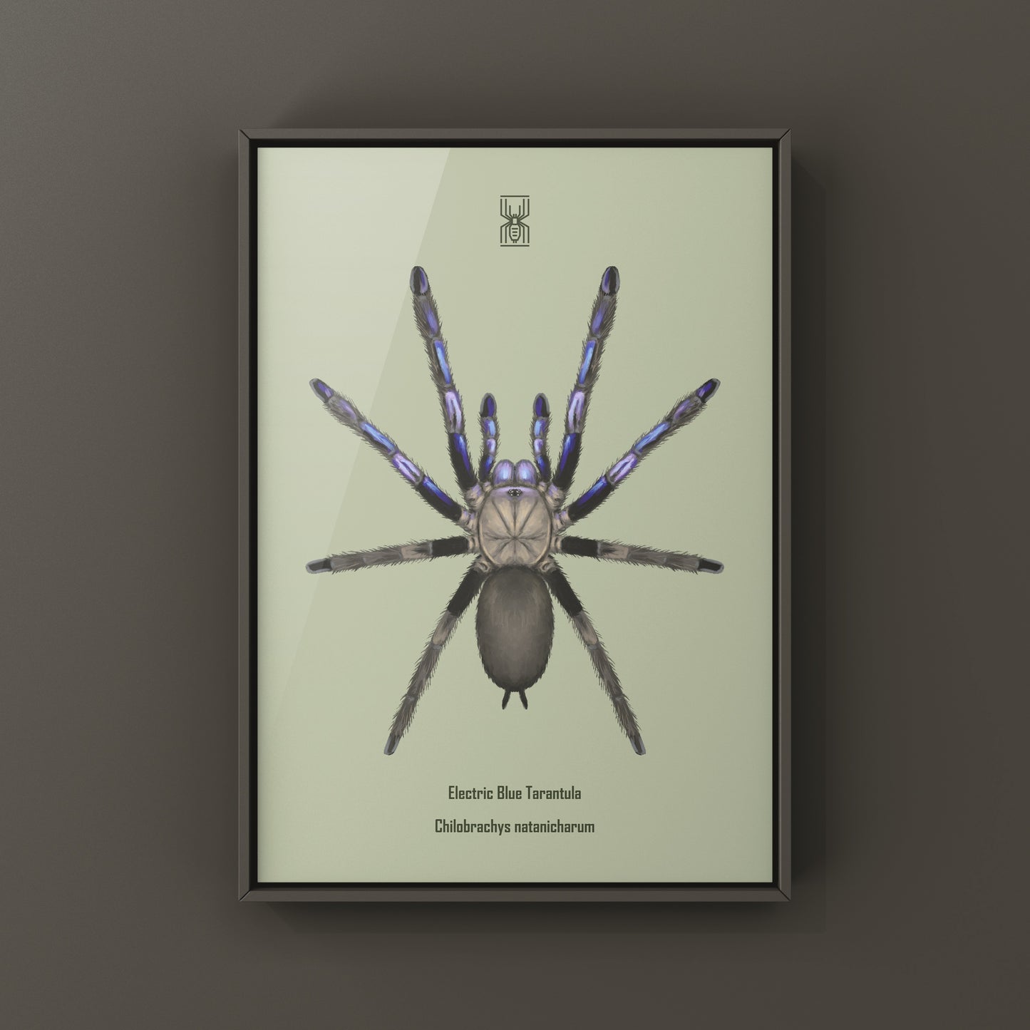 Electric Blue Tarantula, Chilobrachys Natanicharum, Photographic Art Print from The Silk Ranch