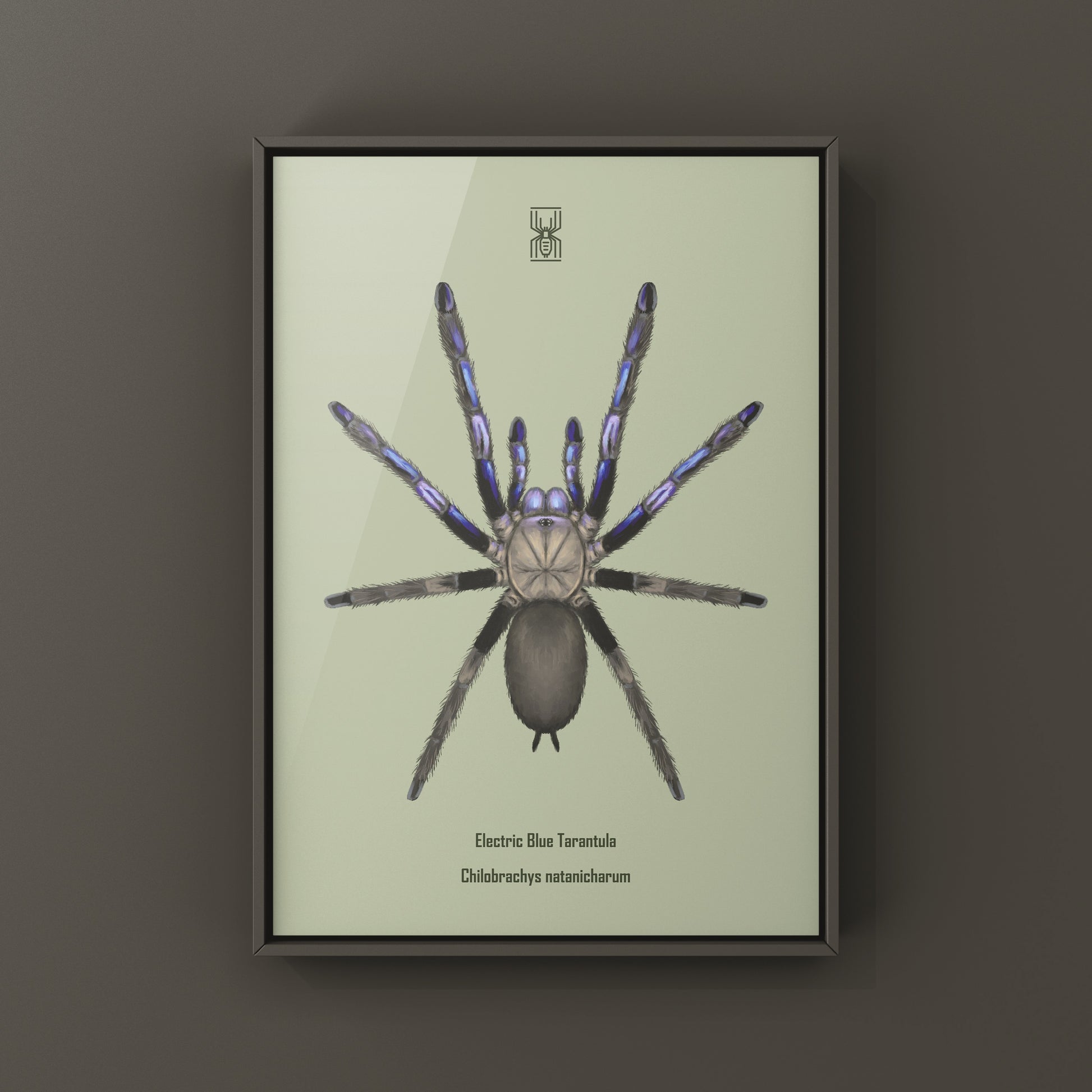 Electric Blue Tarantula, Chilobrachys Natanicharum, Photographic Art Print from The Silk Ranch