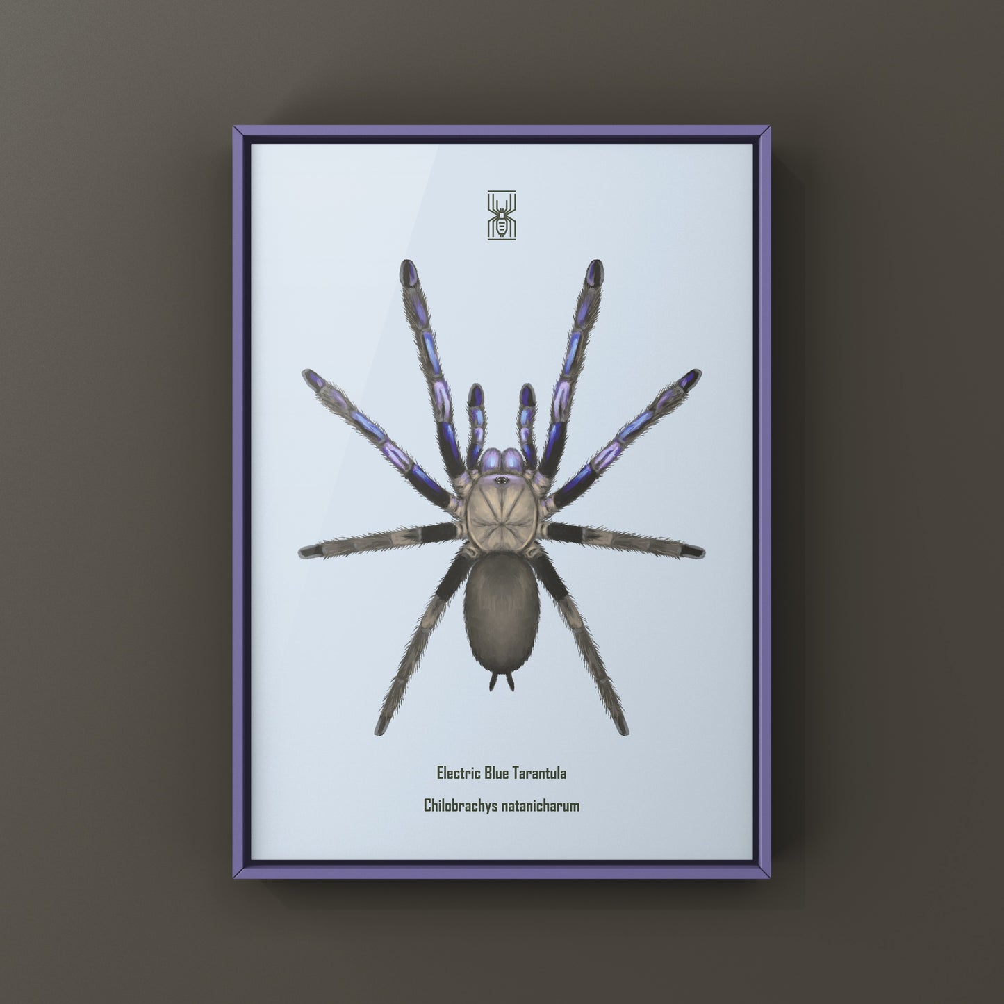 Electric Blue Tarantula, Chilobrachys Natanicharum, Photographic Art Print from The Silk Ranch