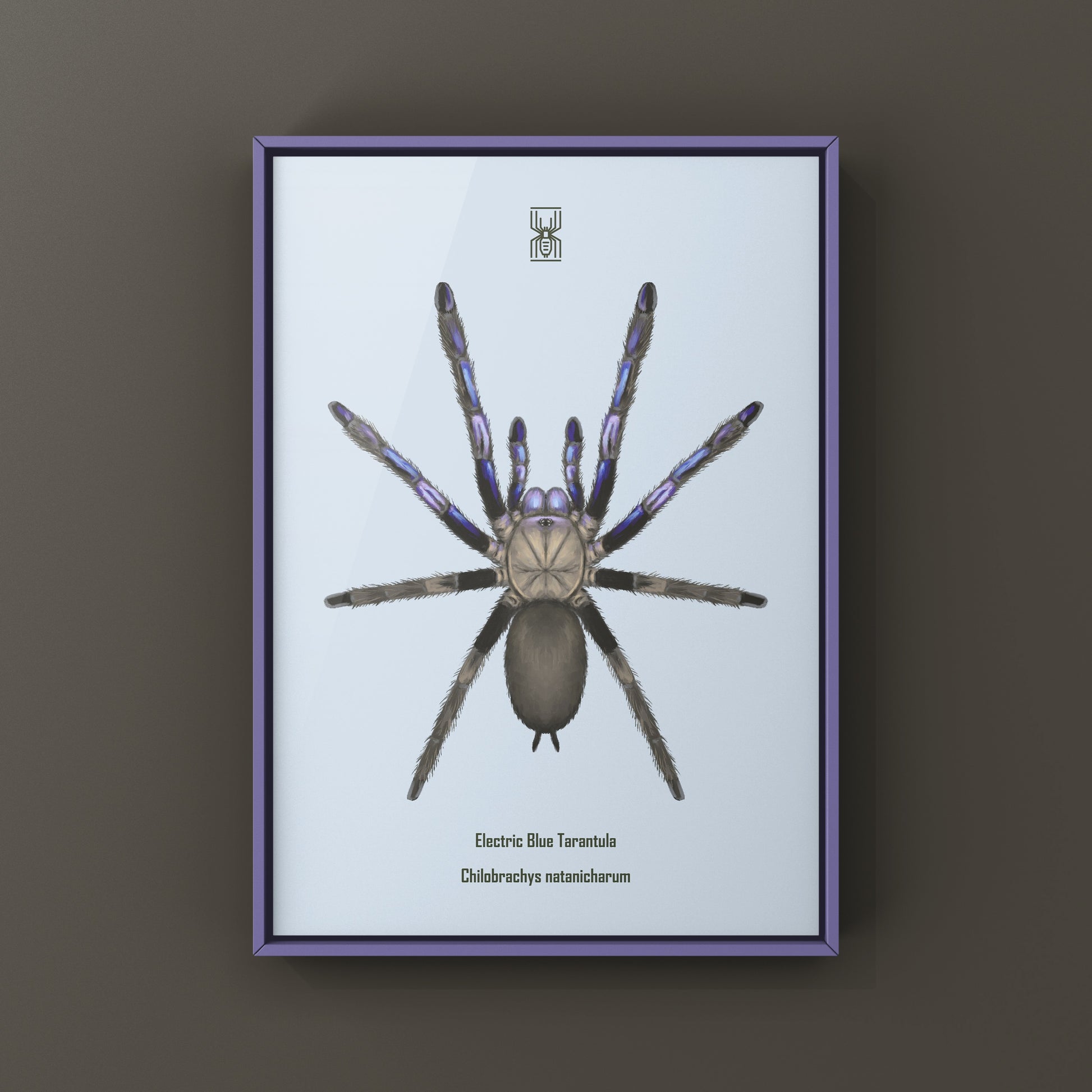 Electric Blue Tarantula, Chilobrachys Natanicharum, Photographic Art Print from The Silk Ranch