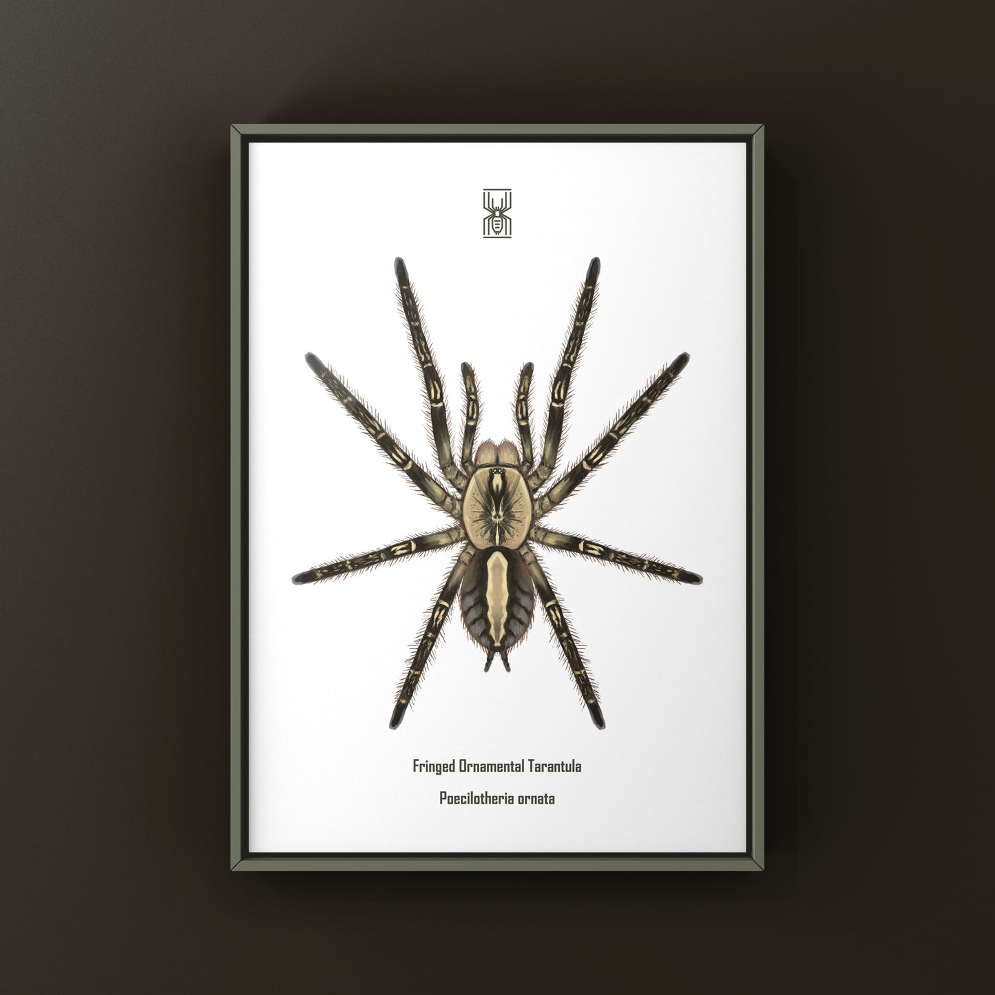 Fringed Ornamental Tarantula, Poecilotheria Ornata, Photographic Art Print from The Silk Ranch
