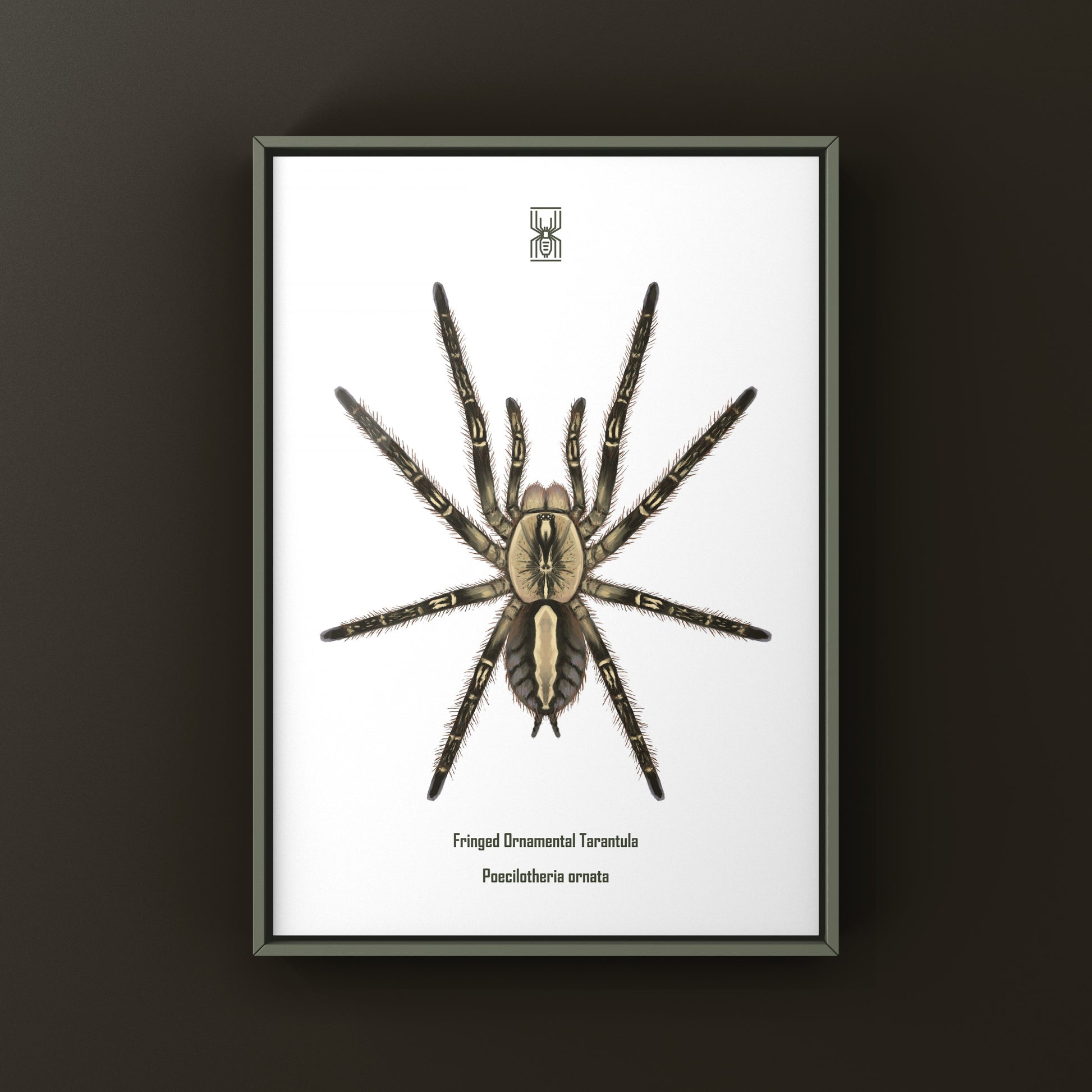 Fringed Ornamental Tarantula, Poecilotheria Ornata, Photographic Art Print from The Silk Ranch