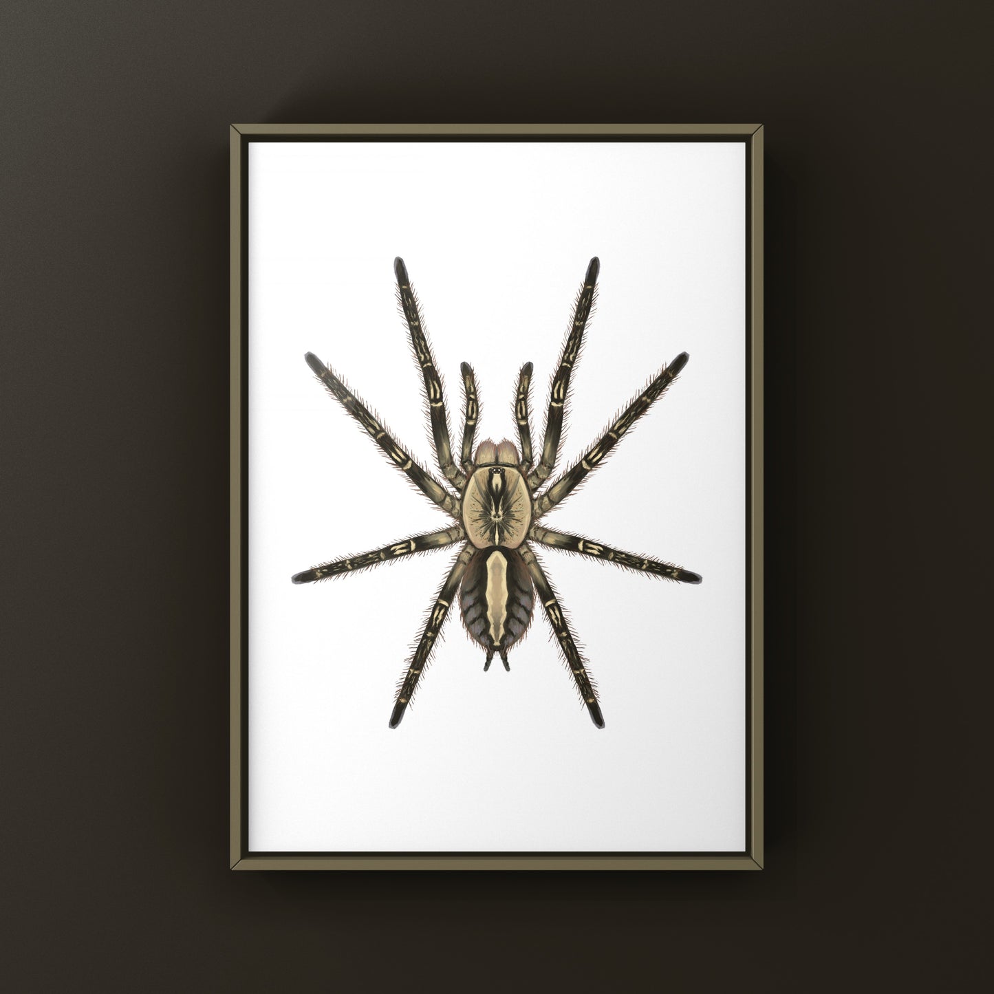 Fringed Ornamental Tarantula, Poecilotheria Ornata, Photographic Art Print from The Silk Ranch