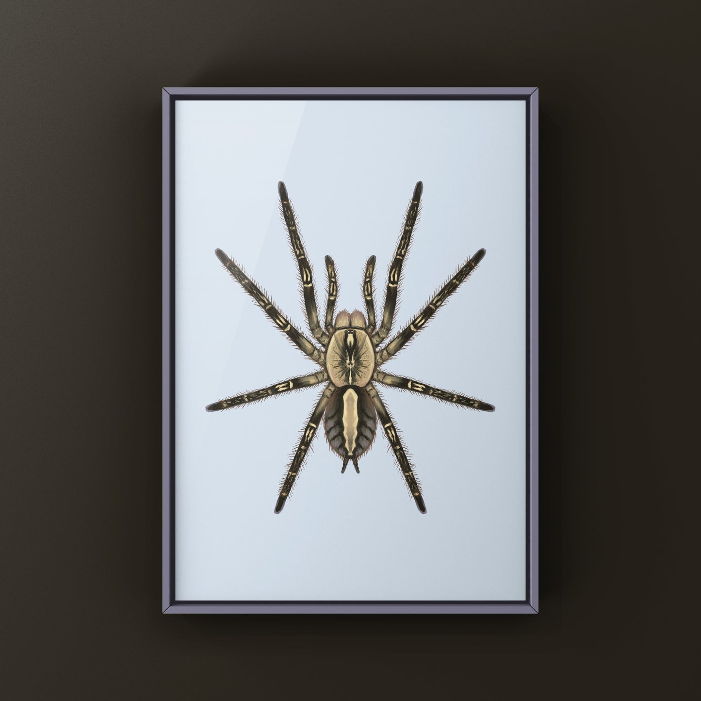 Fringed Ornamental Tarantula, Poecilotheria Ornata, Photographic Art Print from The Silk Ranch