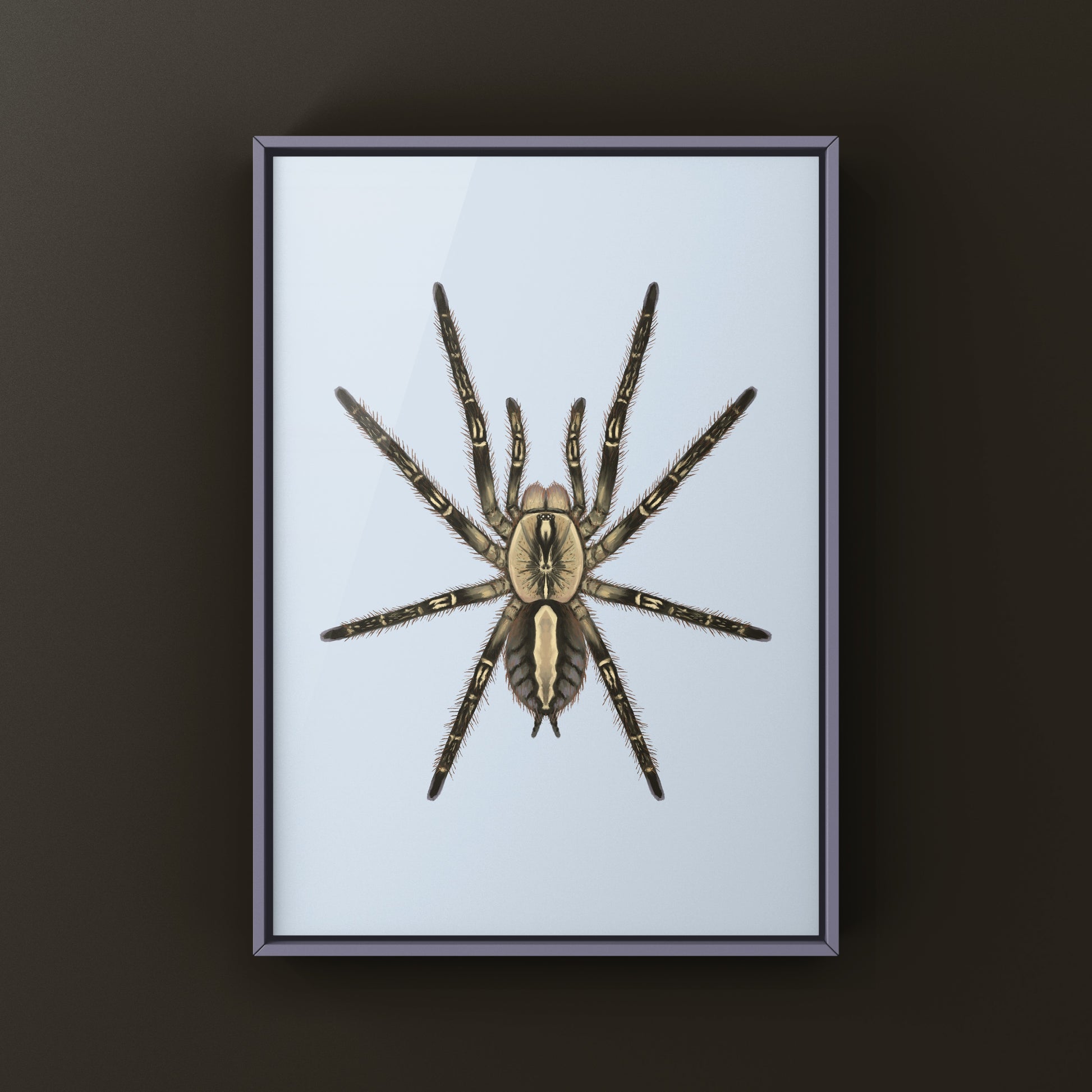 Fringed Ornamental Tarantula, Poecilotheria Ornata, Photographic Art Print from The Silk Ranch