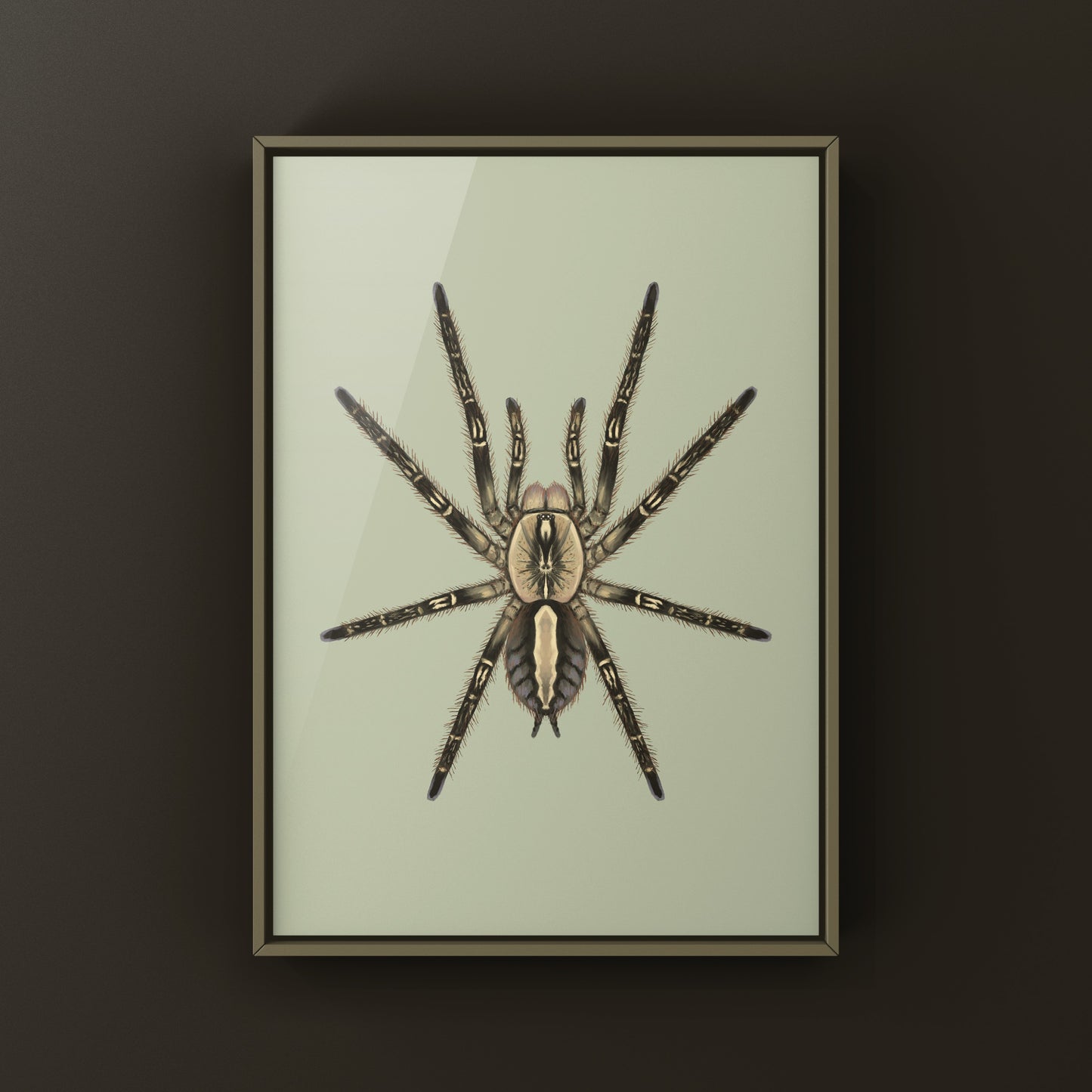 Fringed Ornamental Tarantula, Poecilotheria Ornata, Photographic Art Print from The Silk Ranch