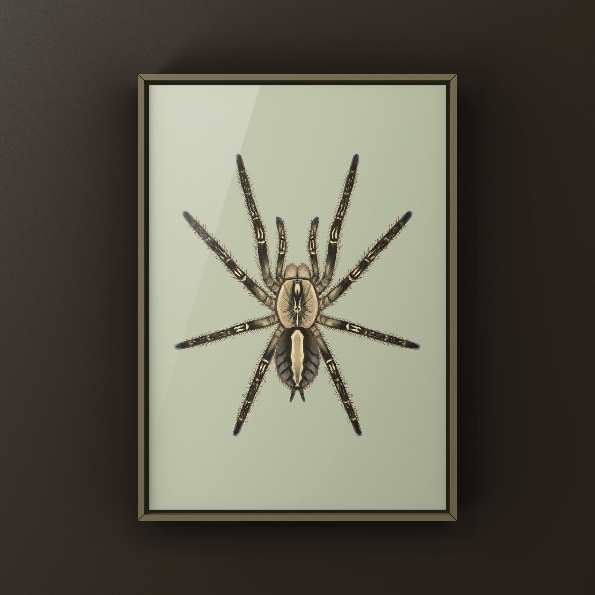 Fringed Ornamental Tarantula, Poecilotheria Ornata, Photographic Art Print from The Silk Ranch