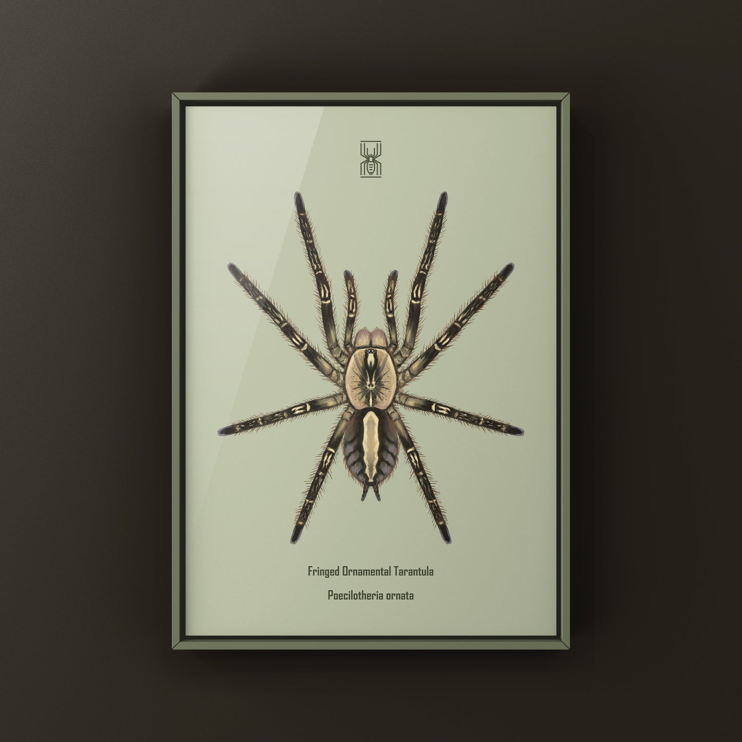 Fringed Ornamental Tarantula, Poecilotheria Ornata, Photographic Art Print from The Silk Ranch