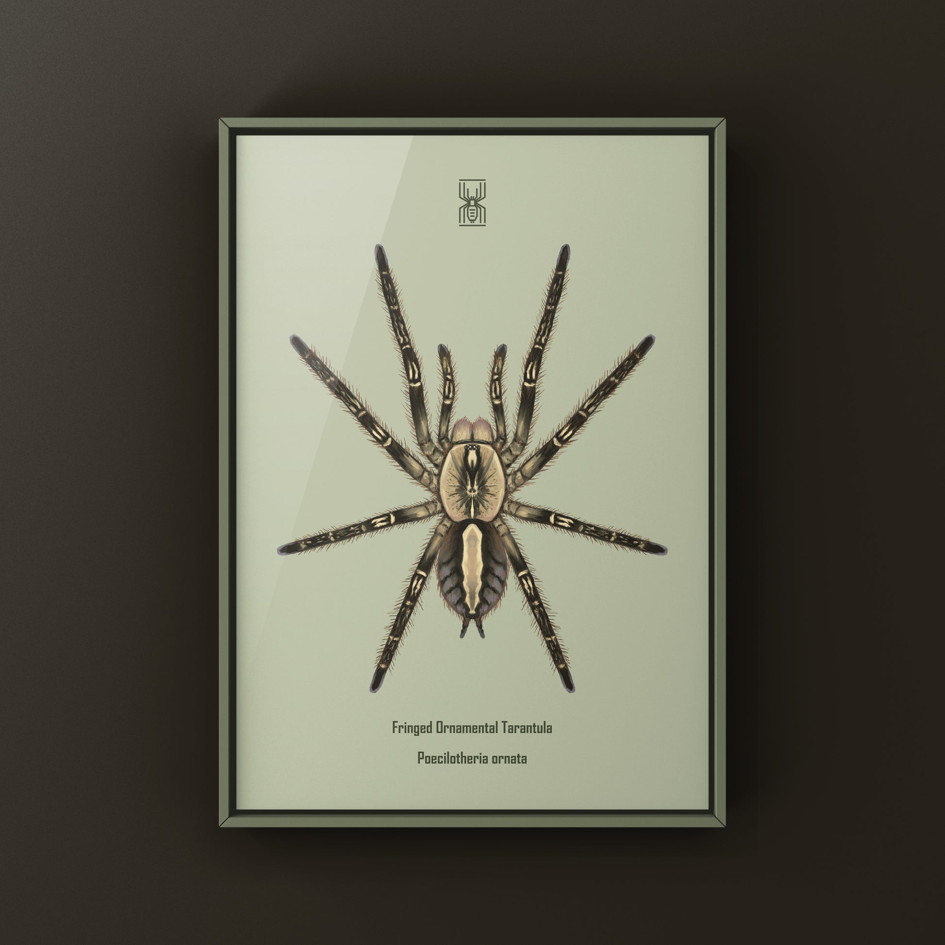 Fringed Ornamental Tarantula, Poecilotheria Ornata, Photographic Art Print from The Silk Ranch