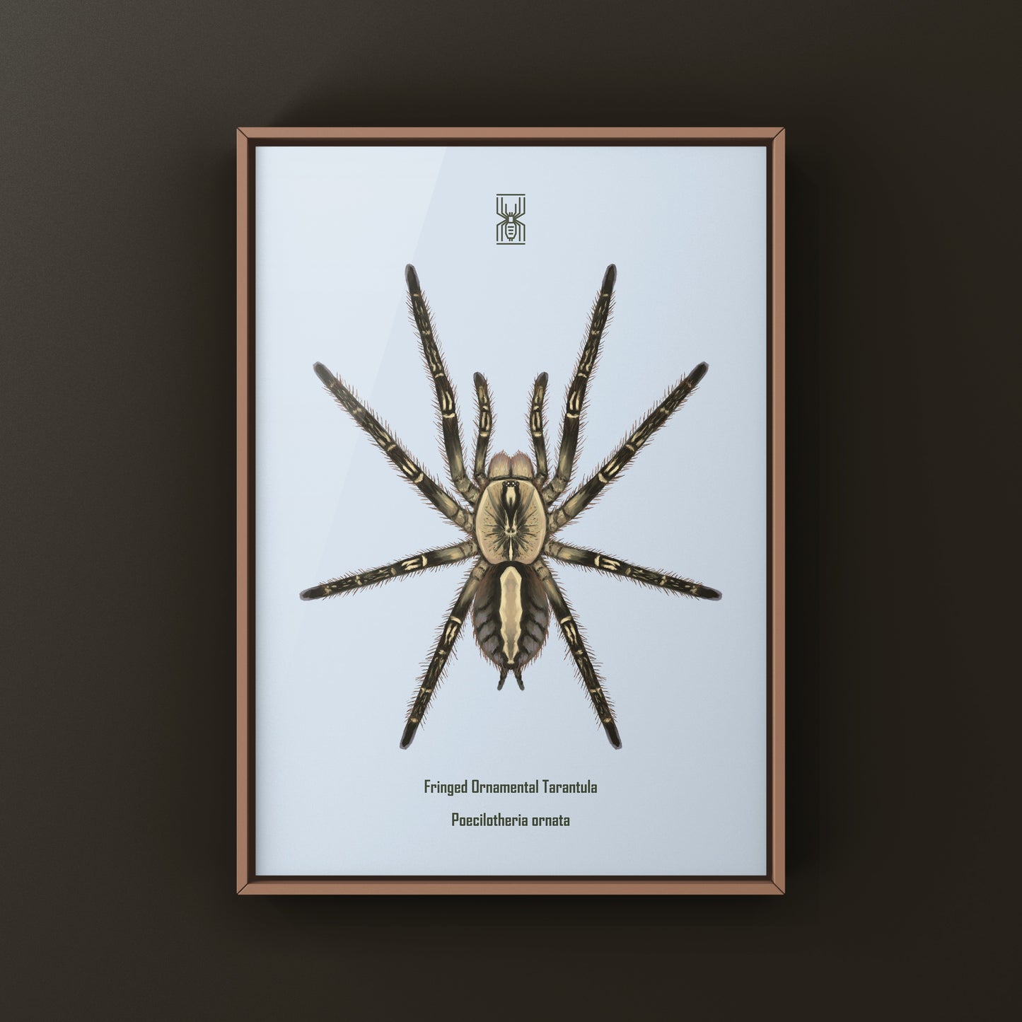 Fringed Ornamental Tarantula, Poecilotheria Ornata, Photographic Art Print from The Silk Ranch