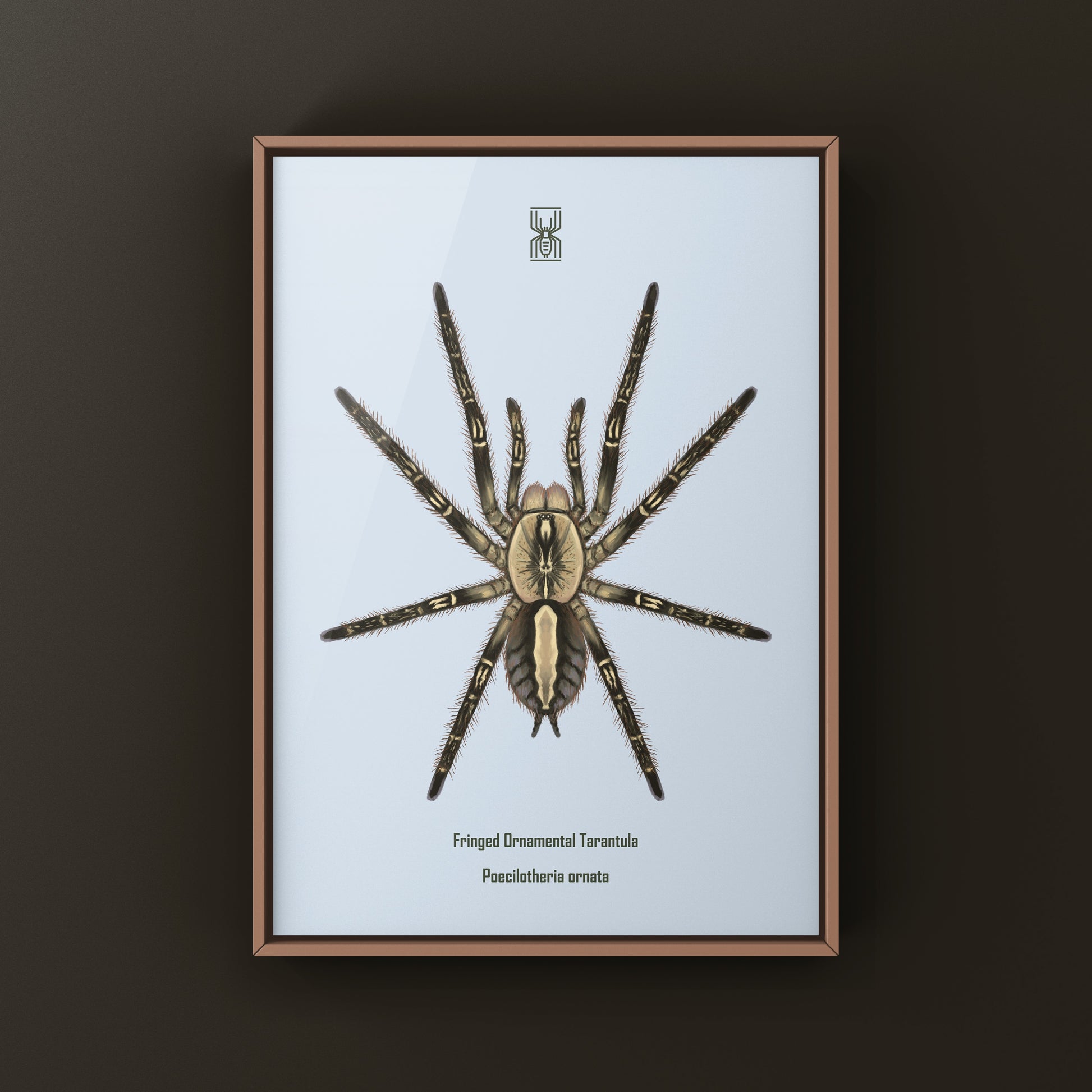 Fringed Ornamental Tarantula, Poecilotheria Ornata, Photographic Art Print from The Silk Ranch