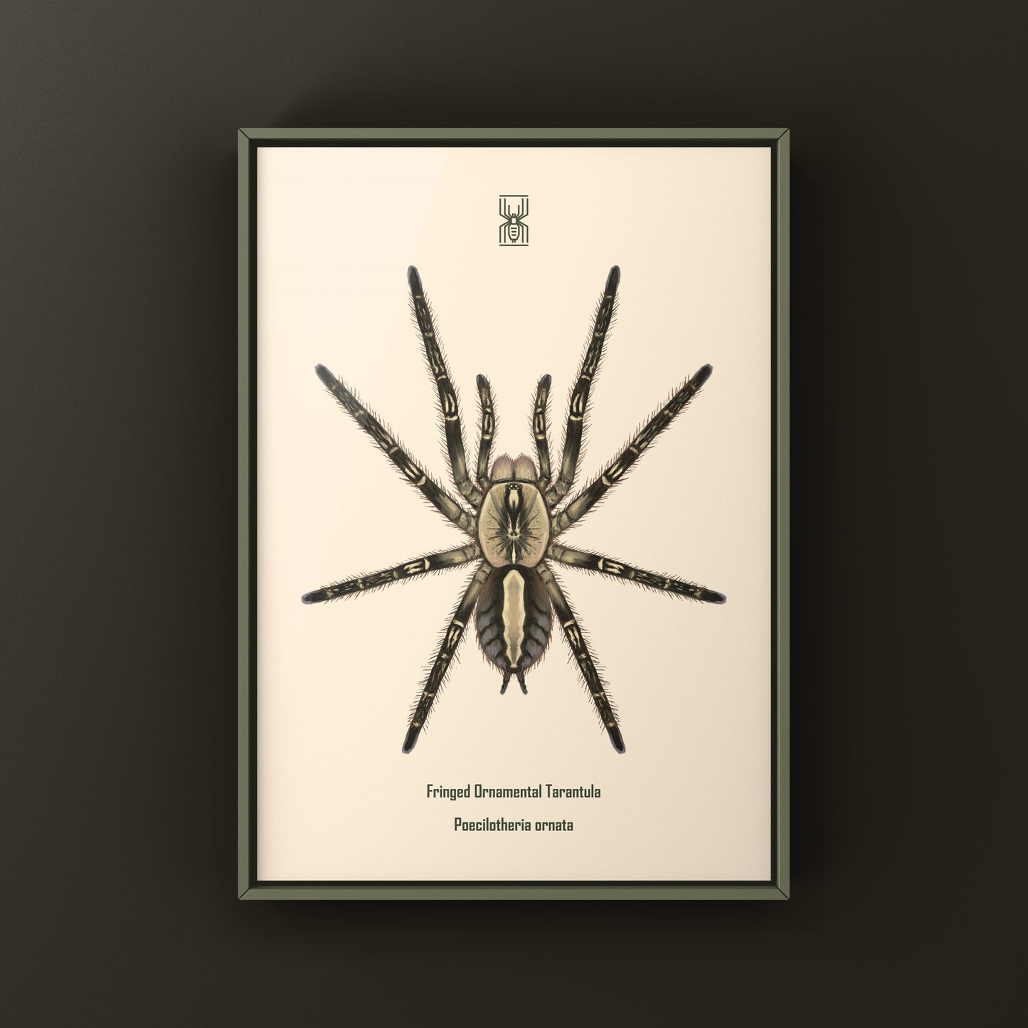 Fringed Ornamental Tarantula, Poecilotheria Ornata, Photographic Art Print from The Silk Ranch