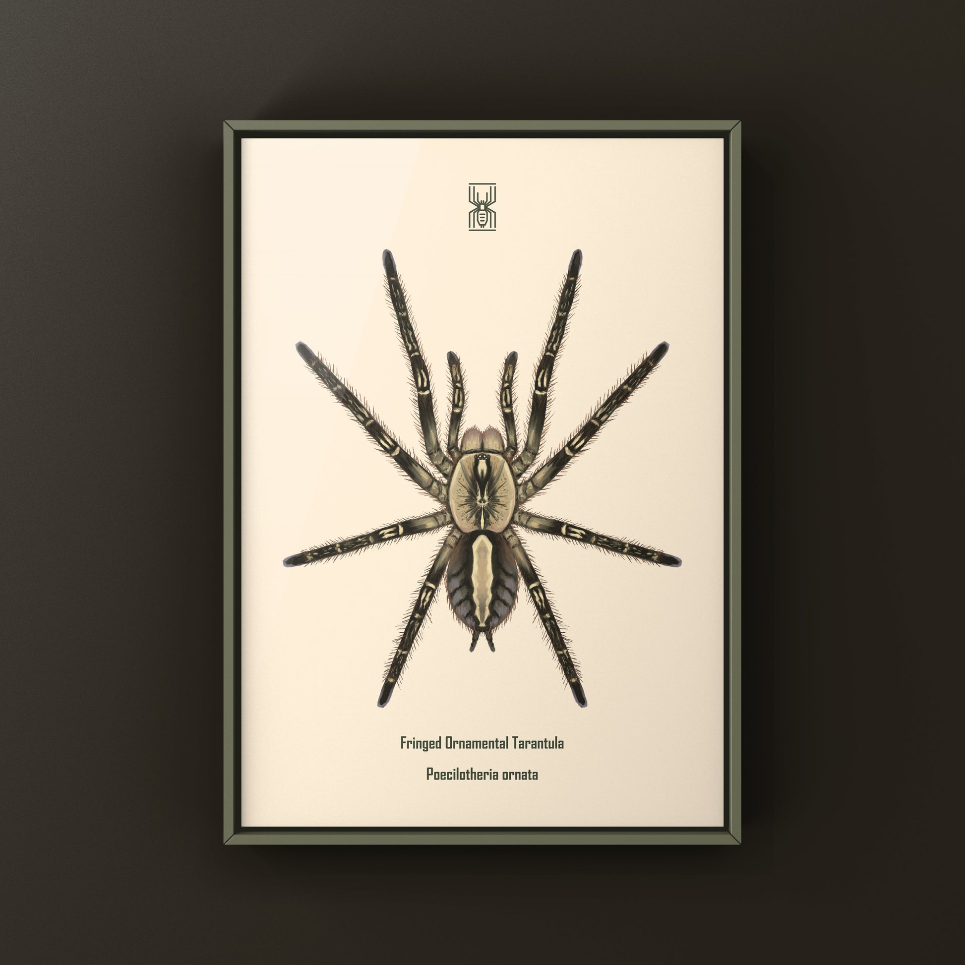 Fringed Ornamental Tarantula, Poecilotheria Ornata, Photographic Art Print from The Silk Ranch