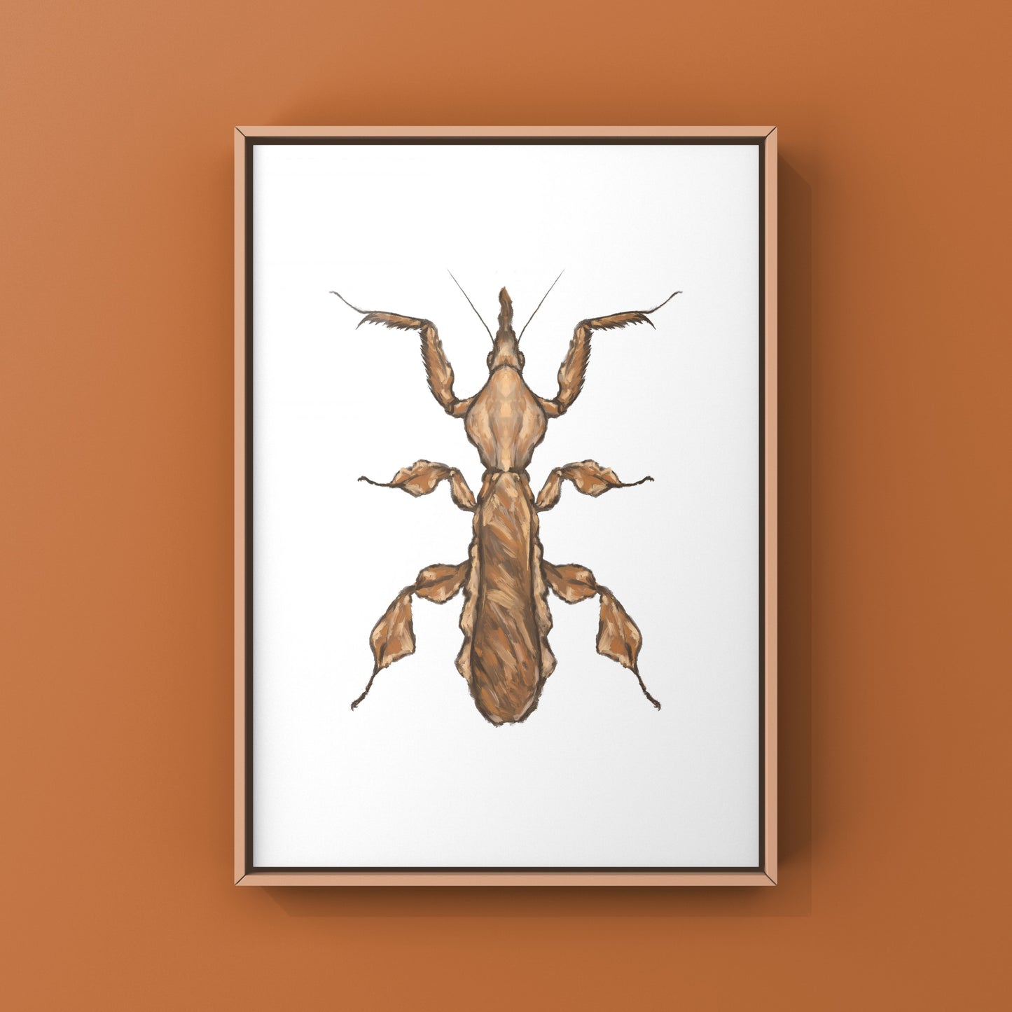 Ghost Mantis, Phyllocrania Paradoxa, Photographic Art Print from The Silk Ranch