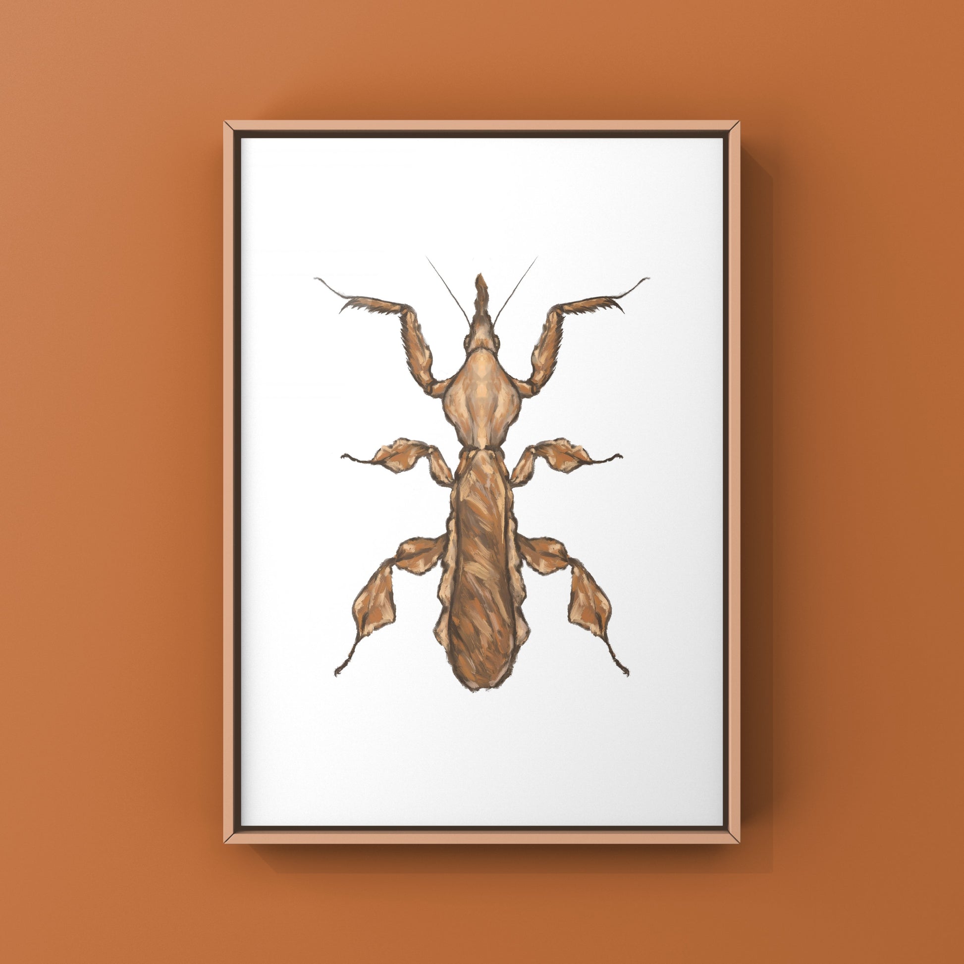 Ghost Mantis, Phyllocrania Paradoxa, Photographic Art Print from The Silk Ranch