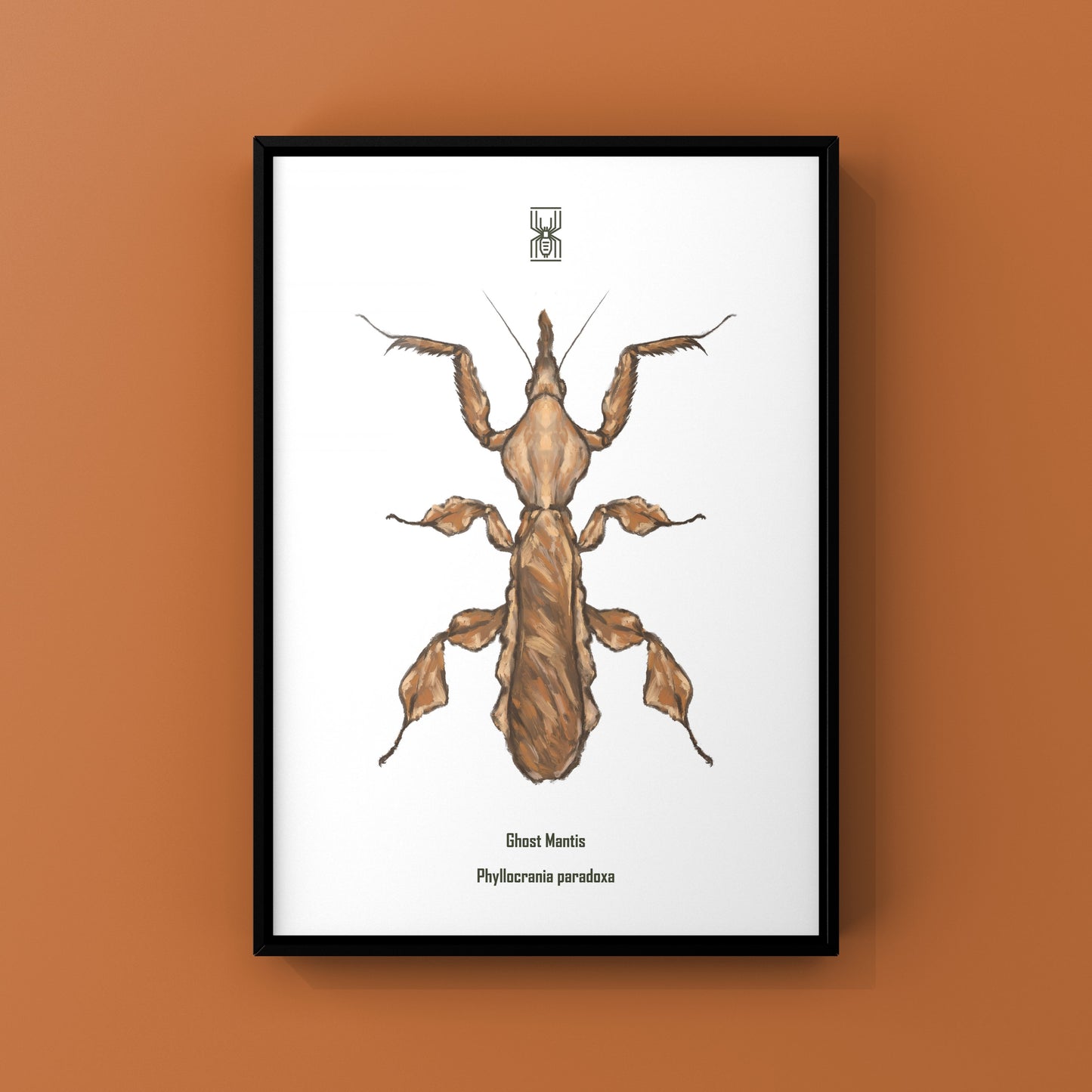 Ghost Mantis, Phyllocrania Paradoxa, Photographic Art Print from The Silk Ranch