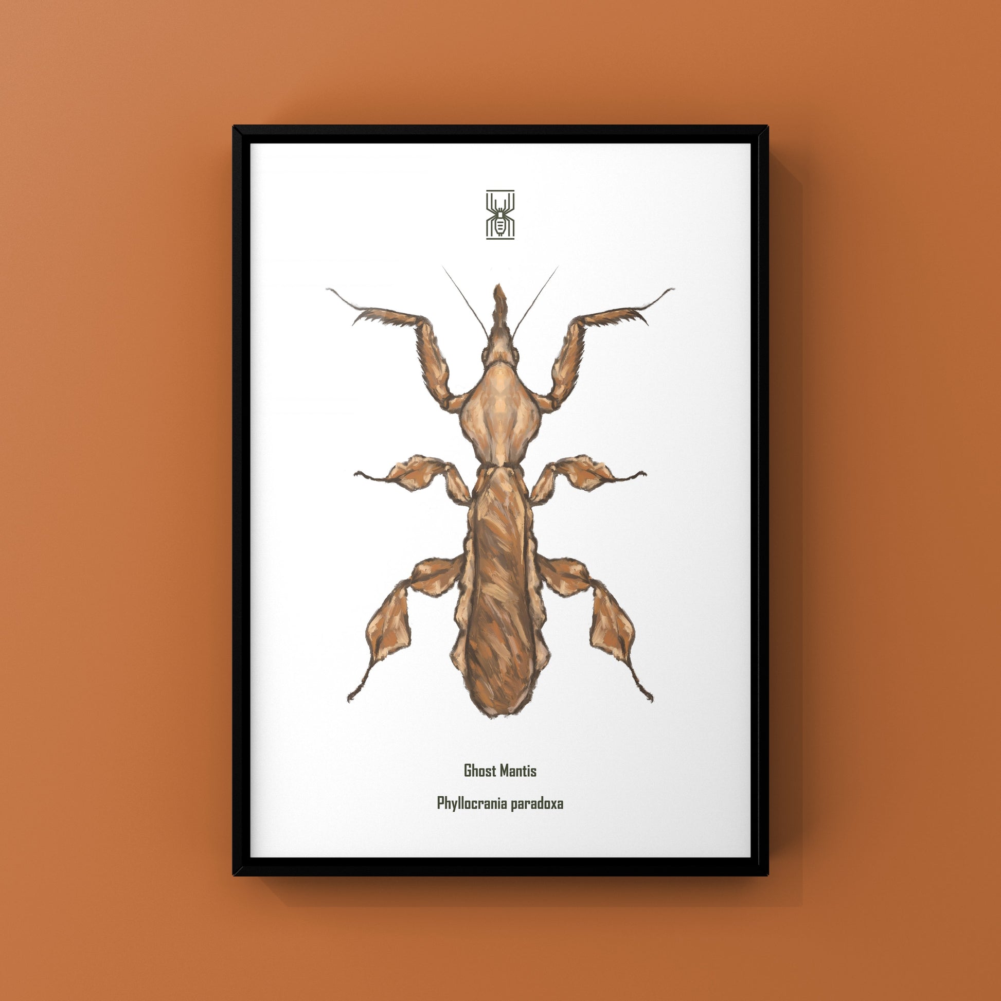 Ghost Mantis, Phyllocrania Paradoxa, Photographic Art Print from The Silk Ranch