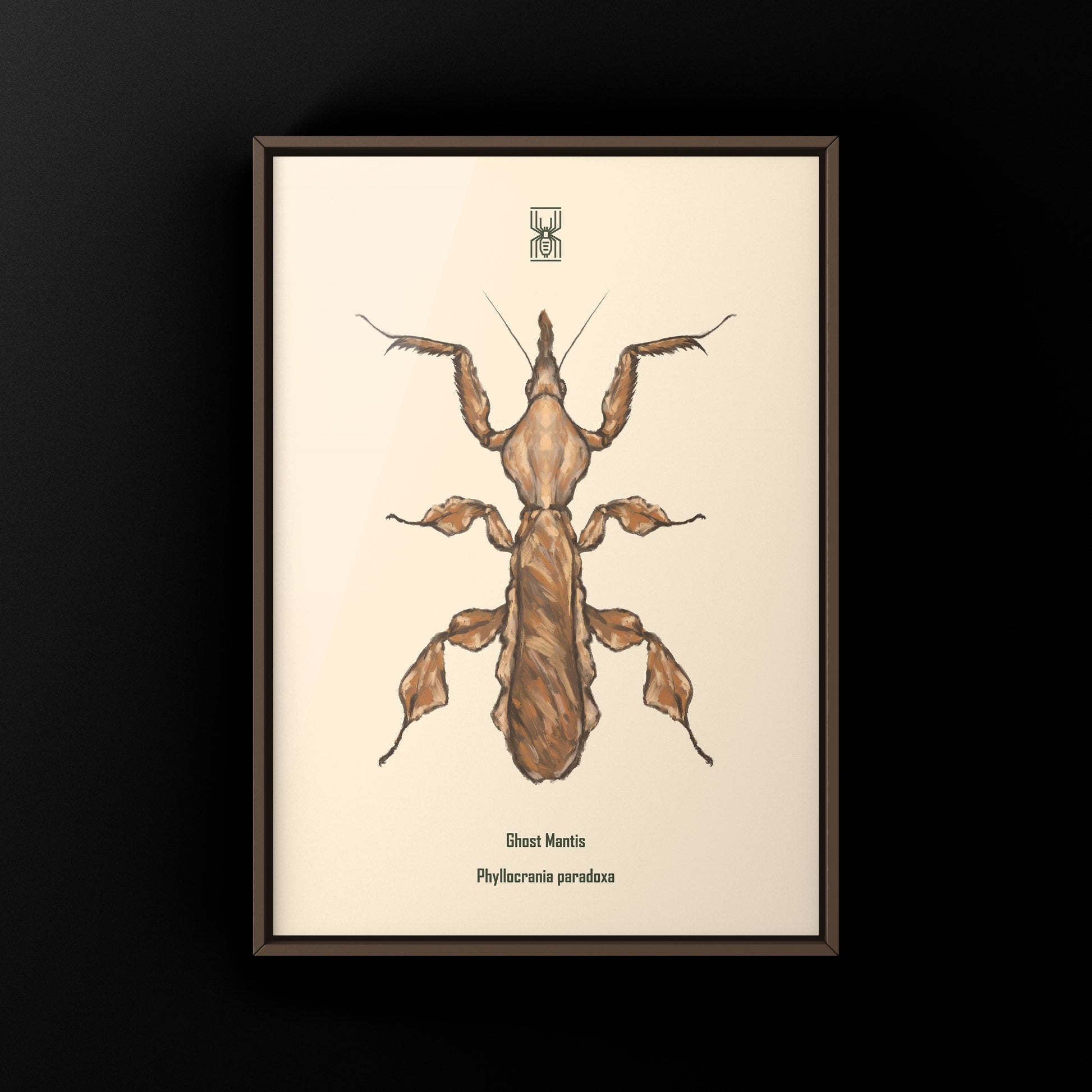 Ghost Mantis, Phyllocrania Paradoxa, Photographic Art Print from The Silk Ranch