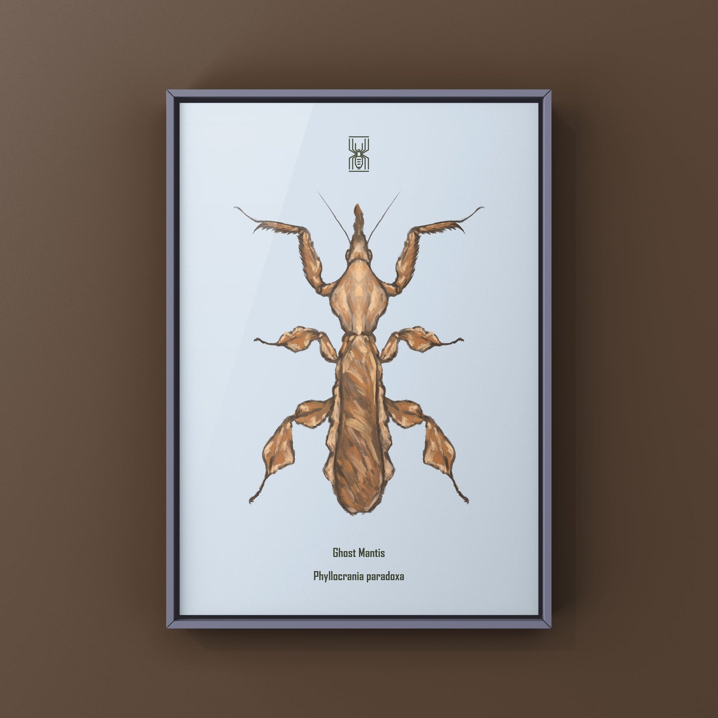 Ghost Mantis, Phyllocrania Paradoxa, Photographic Art Print from The Silk Ranch