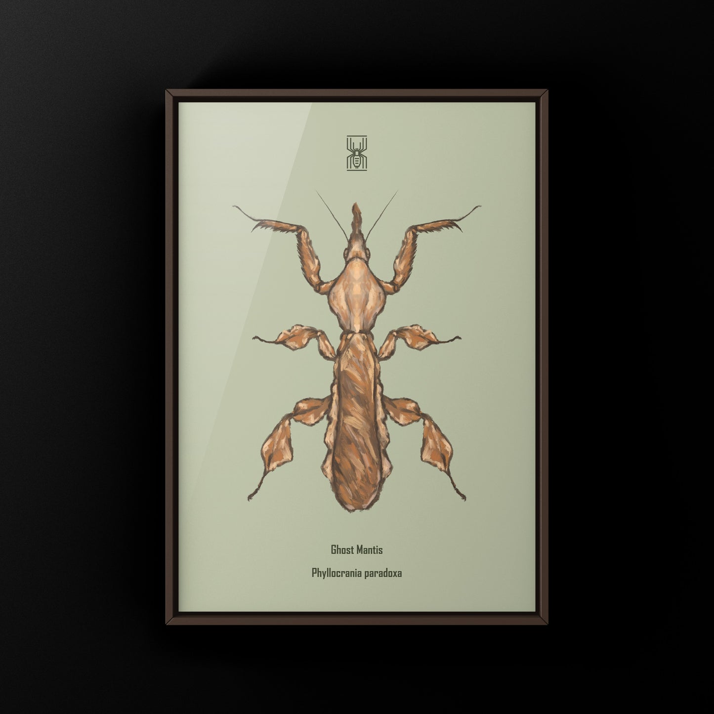 Ghost Mantis, Phyllocrania Paradoxa, Photographic Art Print from The Silk Ranch