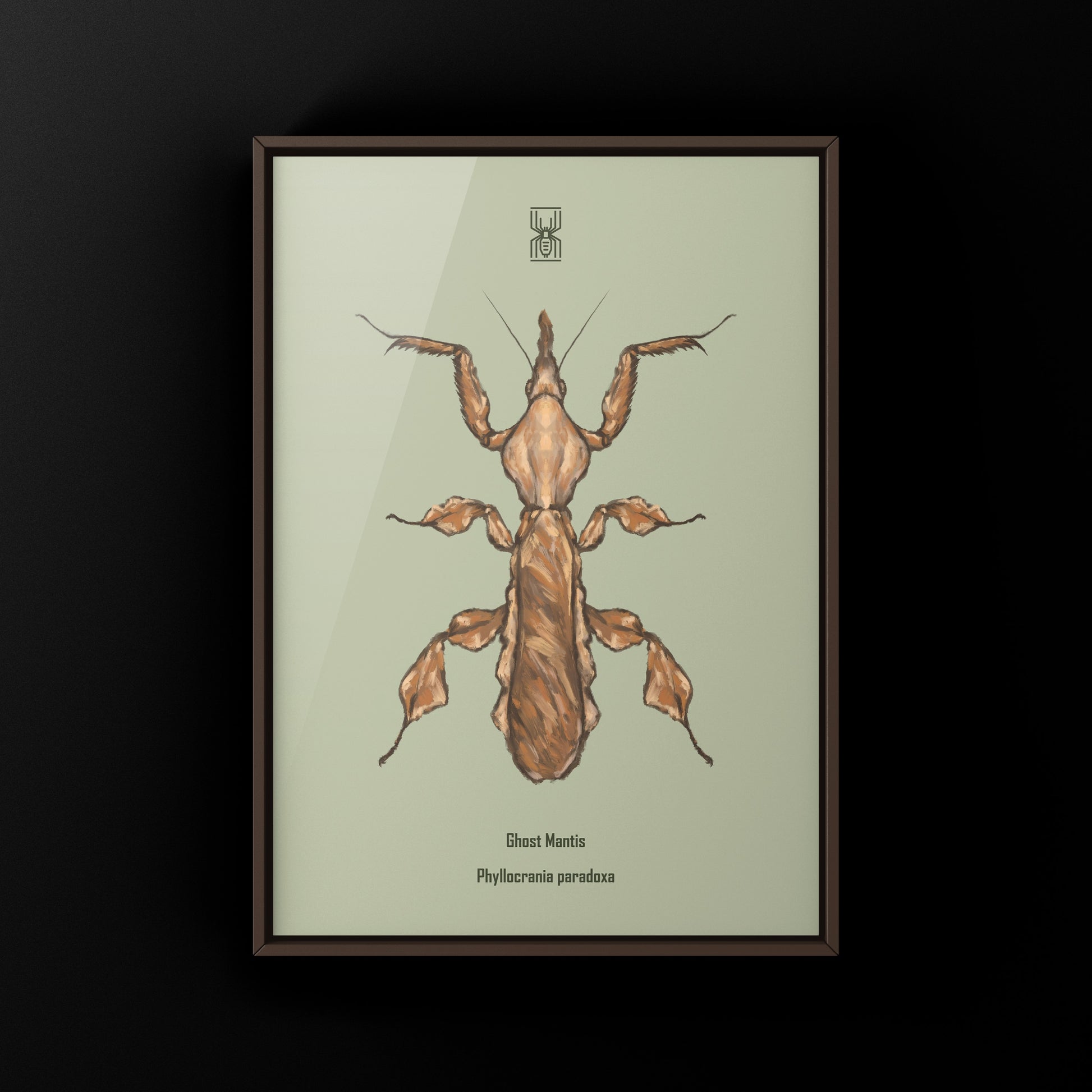 Ghost Mantis, Phyllocrania Paradoxa, Photographic Art Print from The Silk Ranch