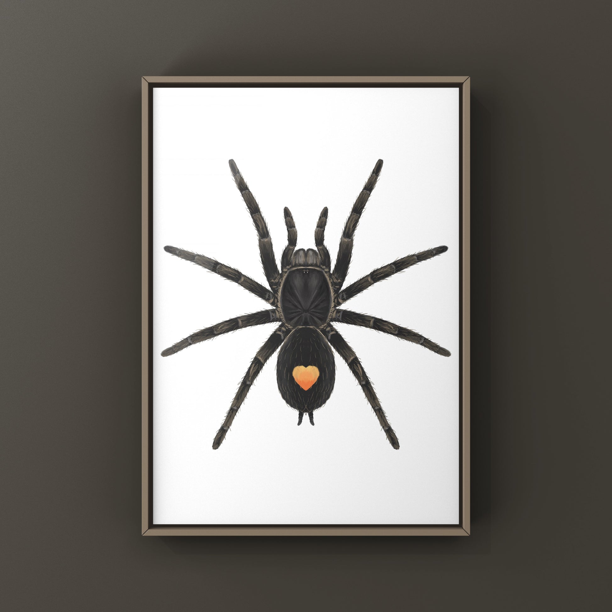 Golden Heart Dwarf Tarantula, Cyriocosmus sp. Oronegro, Photographic Art Print from The Silk Ranch