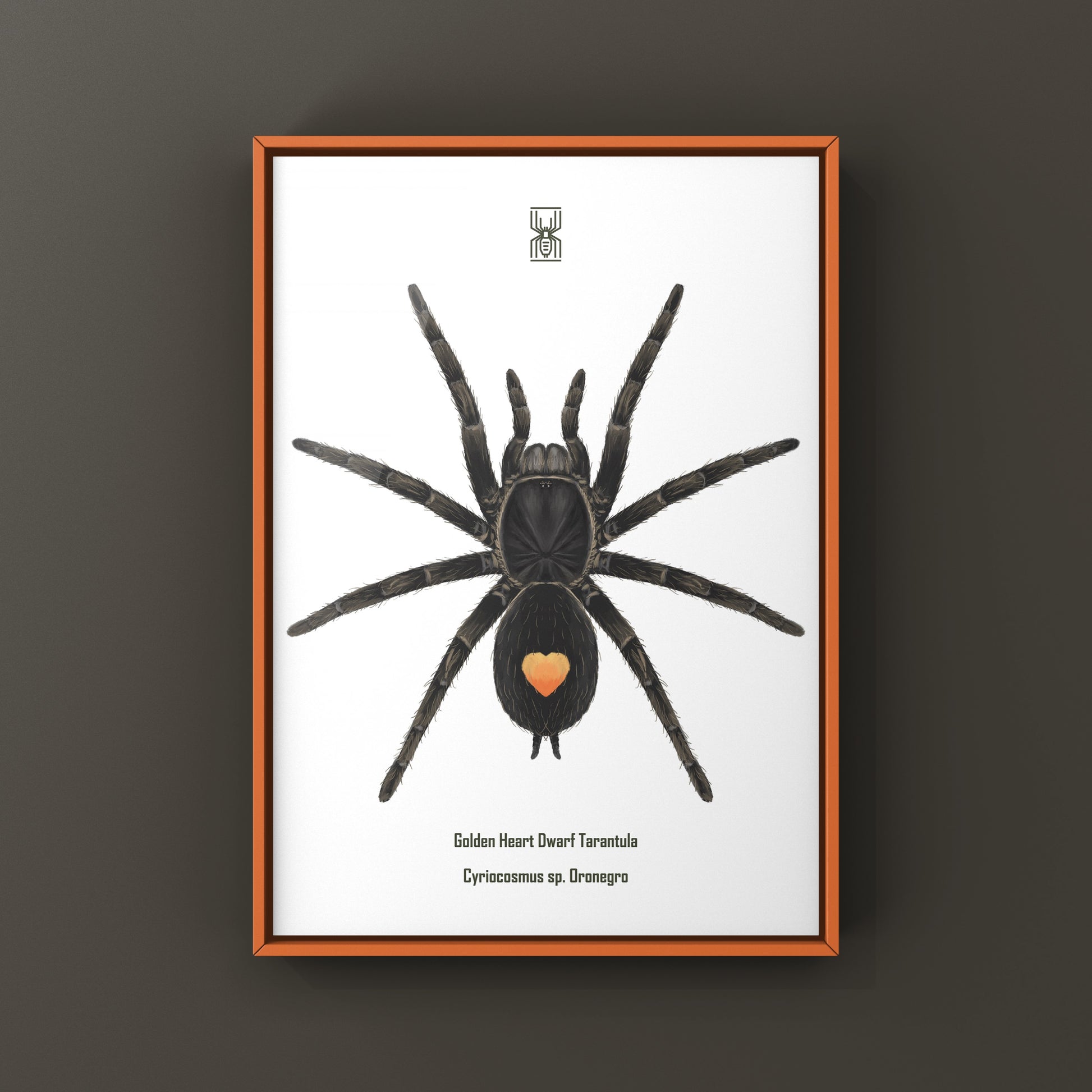 Golden Heart Dwarf Tarantula, Cyriocosmus sp. Oronegro, Photographic Art Print from The Silk Ranch