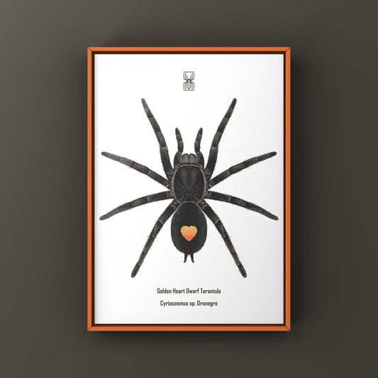 Golden Heart Dwarf Tarantula, Cyriocosmus sp. Oronegro, Photographic Art Print from The Silk Ranch