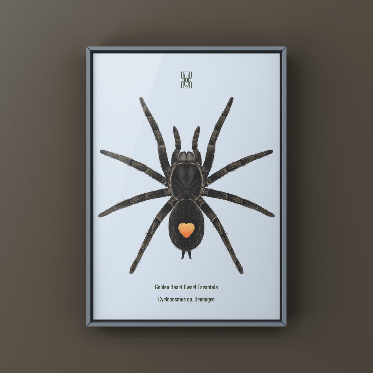 Golden Heart Dwarf Tarantula, Cyriocosmus sp. Oronegro, Photographic Art Print from The Silk Ranch