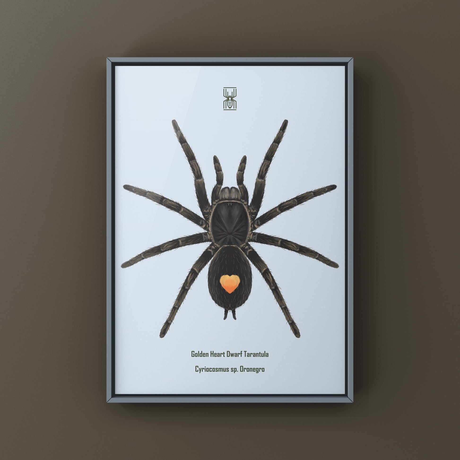 Golden Heart Dwarf Tarantula, Cyriocosmus sp. Oronegro, Photographic Art Print from The Silk Ranch