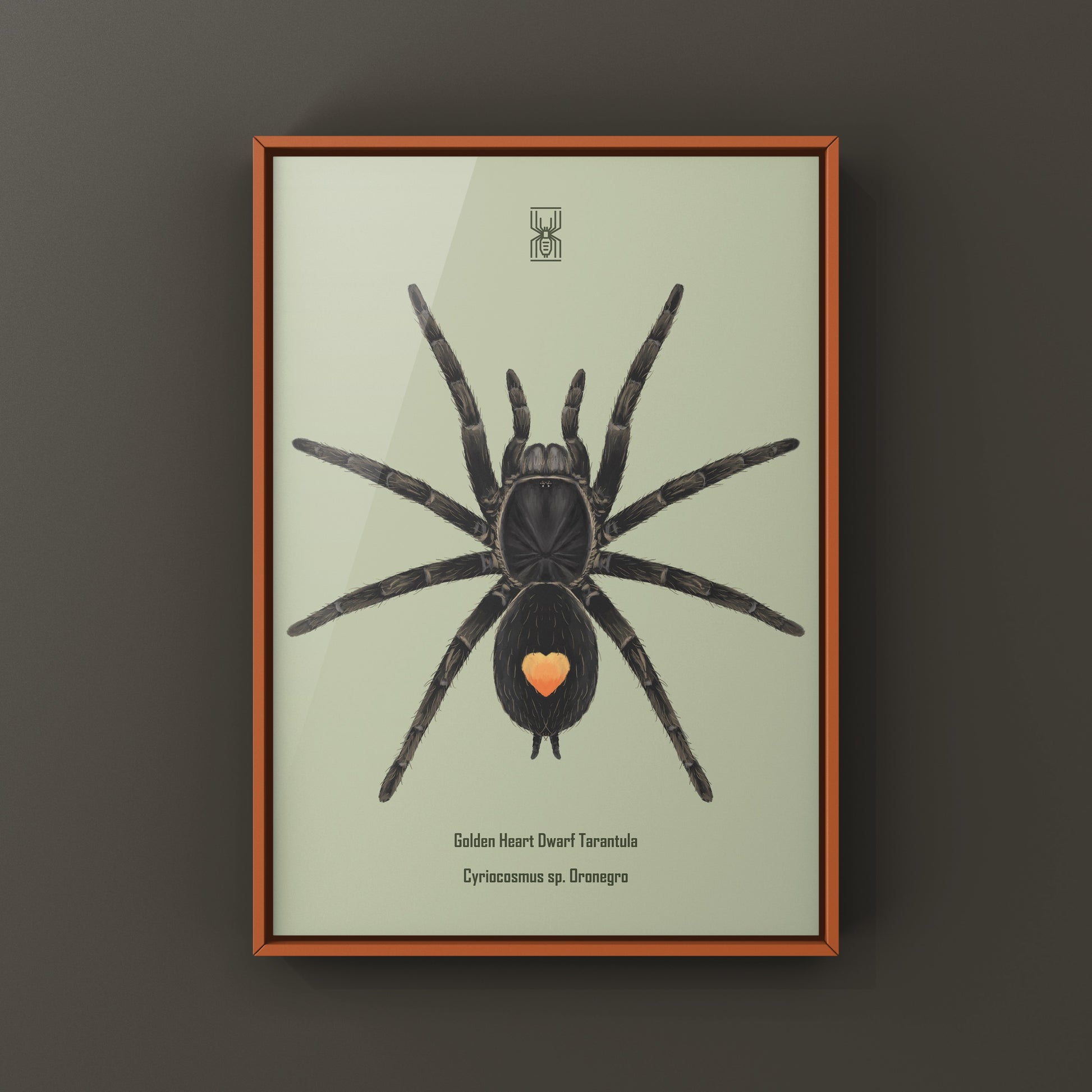 Golden Heart Dwarf Tarantula, Cyriocosmus sp. Oronegro, Photographic Art Print from The Silk Ranch