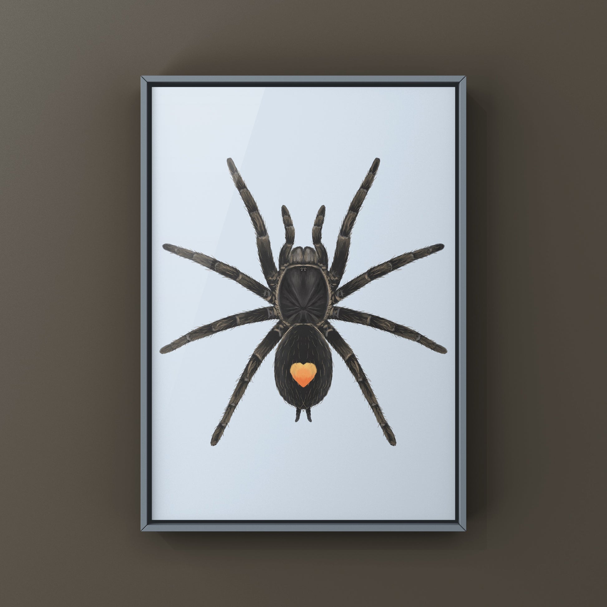 Golden Heart Dwarf Tarantula, Cyriocosmus sp. Oronegro, Photographic Art Print from The Silk Ranch