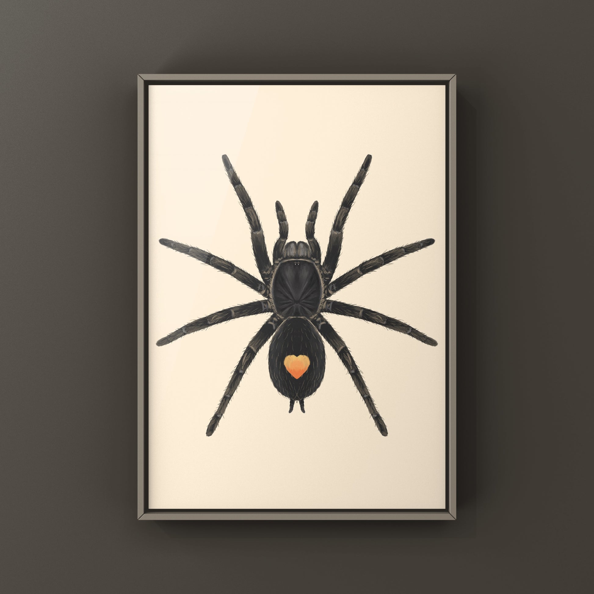 Golden Heart Dwarf Tarantula, Cyriocosmus sp. Oronegro, Photographic Art Print from The Silk Ranch