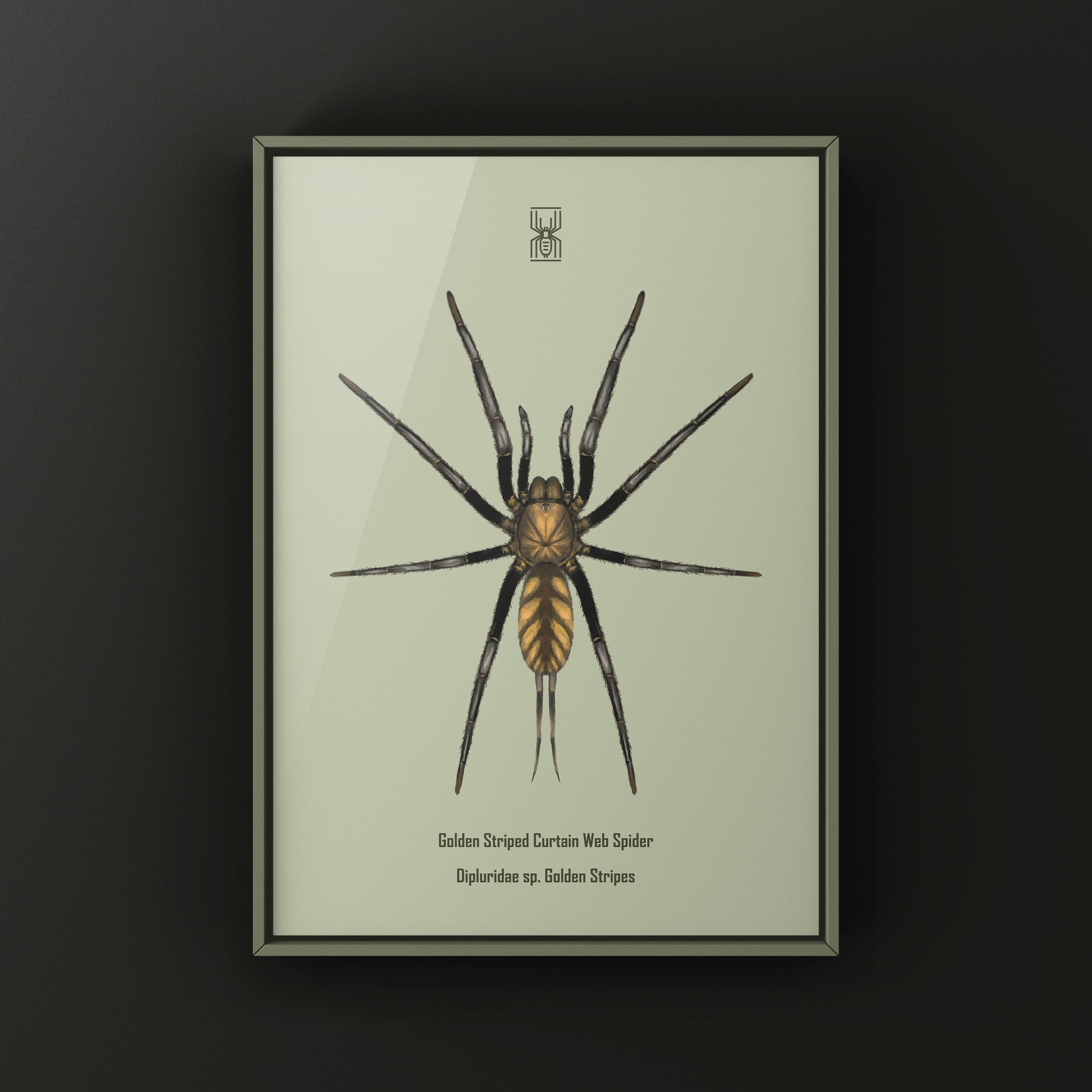 Golden Striped Curtain Web Spider, Dipluridae sp. Golden Stripes, Photographic Art Print from The Silk Ranch
