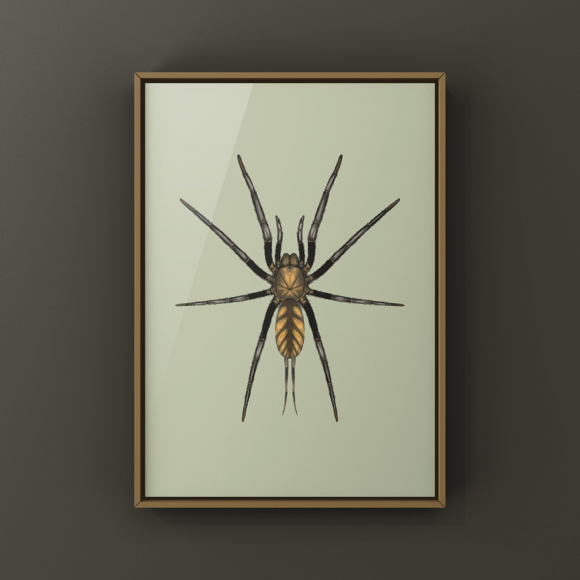 Golden Striped Curtain Web Spider, Dipluridae sp. Golden Stripes, Photographic Art Print from The Silk Ranch