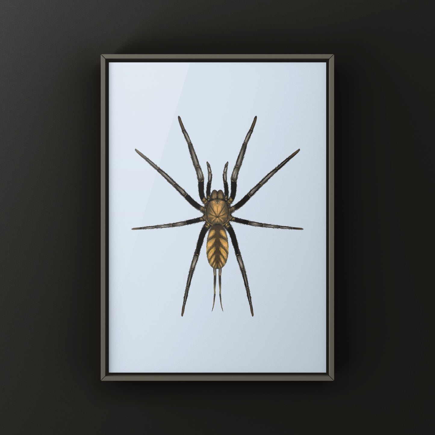 Golden Striped Curtain Web Spider, Dipluridae sp. Golden Stripes, Photographic Art Print from The Silk Ranch