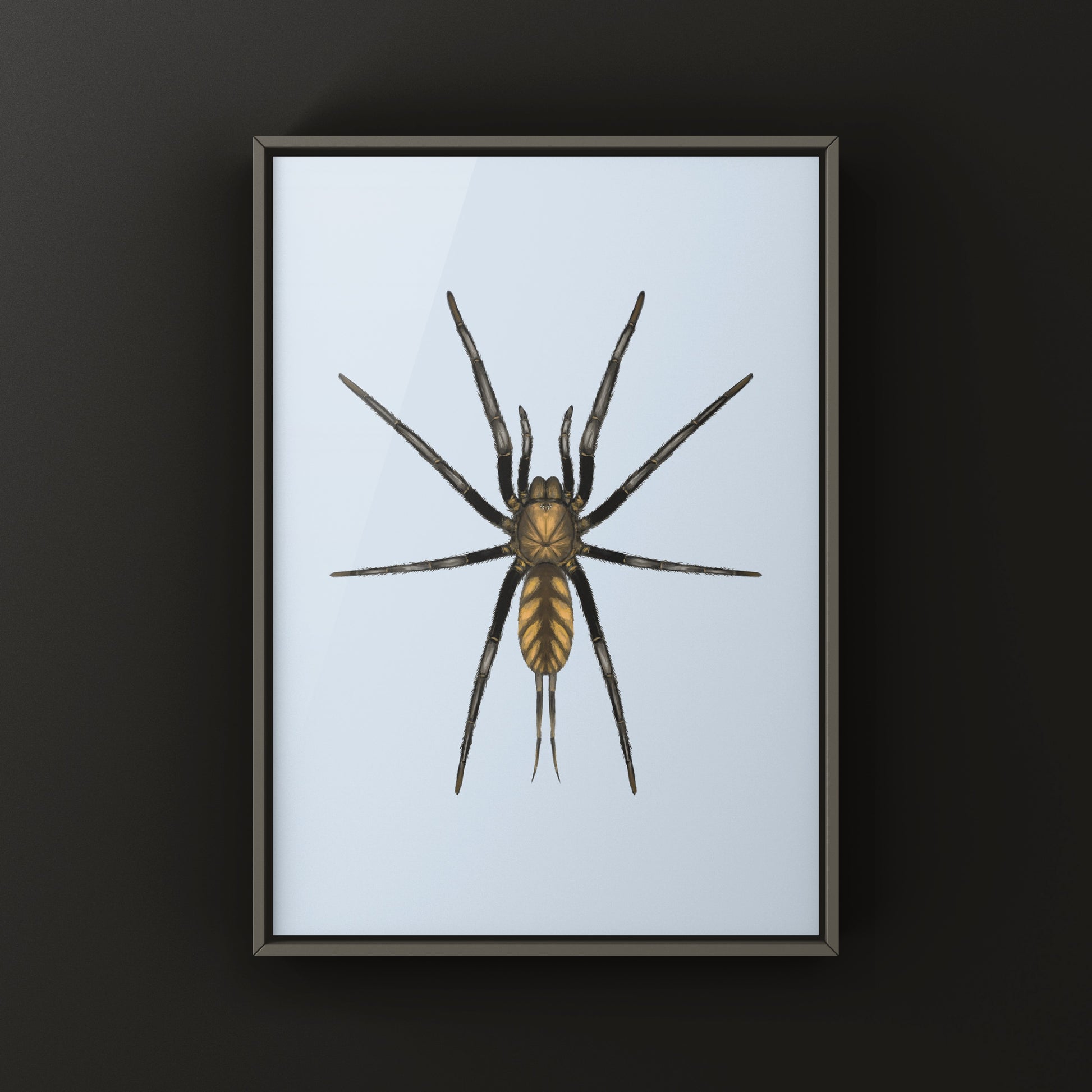 Golden Striped Curtain Web Spider, Dipluridae sp. Golden Stripes, Photographic Art Print from The Silk Ranch
