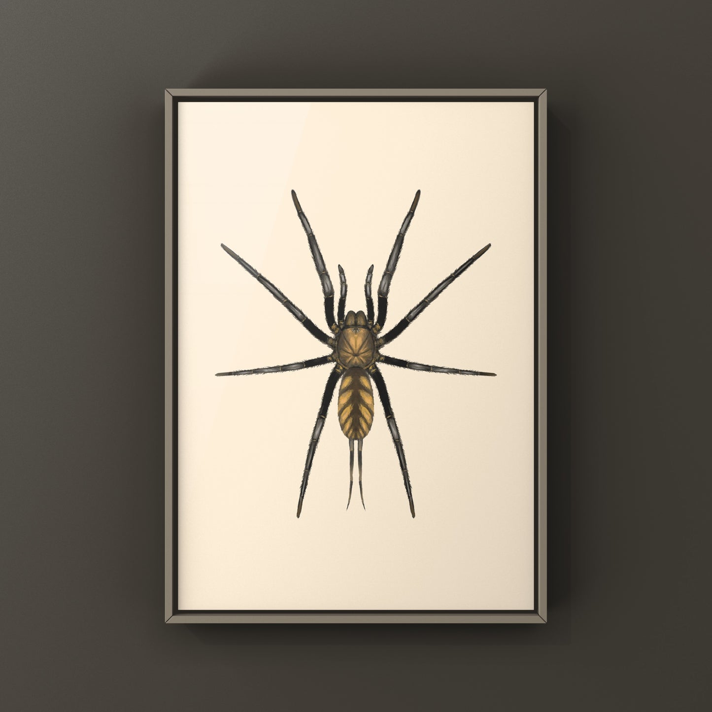 Golden Striped Curtain Web Spider, Dipluridae sp. Golden Stripes, Photographic Art Print from The Silk Ranch