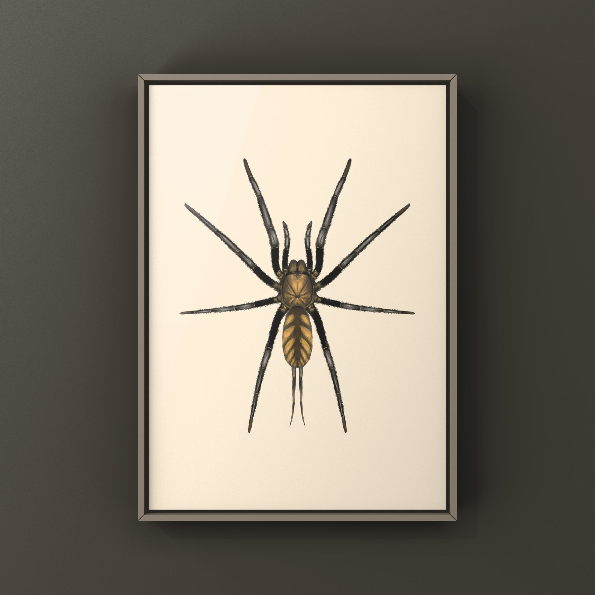 Golden Striped Curtain Web Spider, Dipluridae sp. Golden Stripes, Photographic Art Print from The Silk Ranch