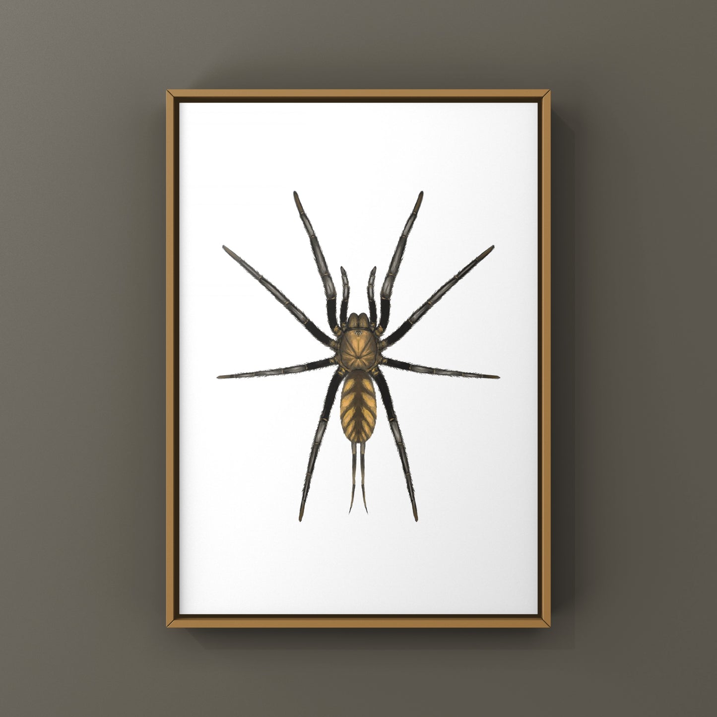 Golden Striped Curtain Web Spider, Dipluridae sp. Golden Stripes, Photographic Art Print from The Silk Ranch