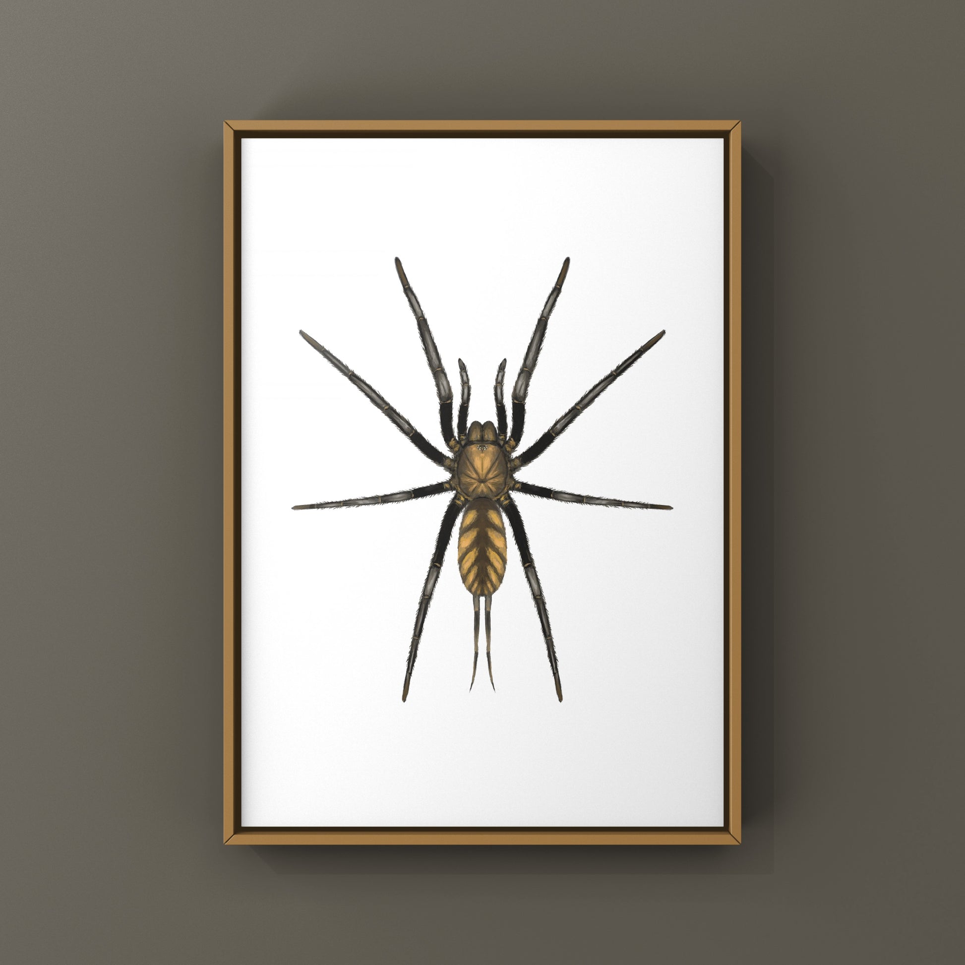 Golden Striped Curtain Web Spider, Dipluridae sp. Golden Stripes, Photographic Art Print from The Silk Ranch